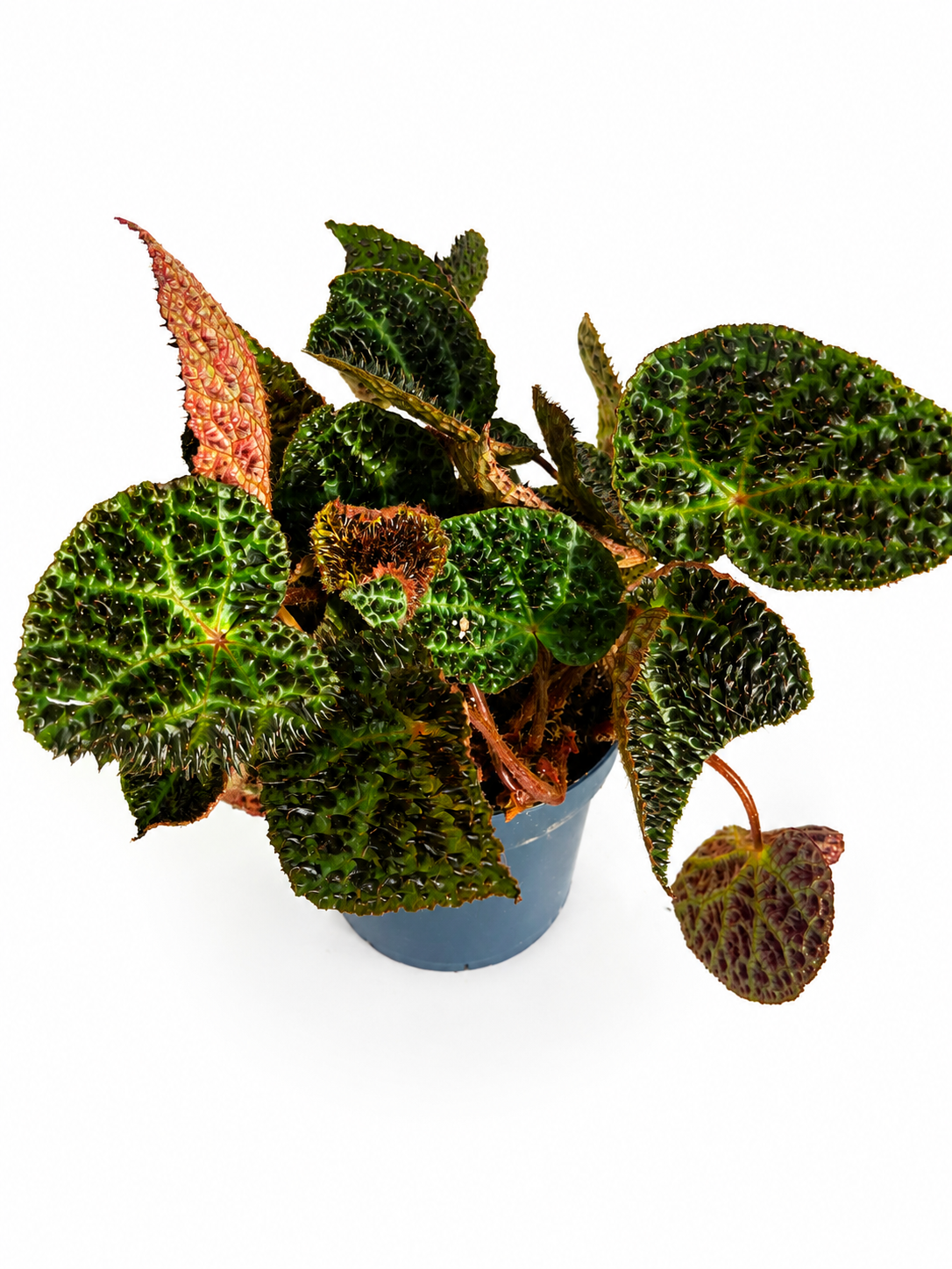 Begonia Rex ‘Ferox’ – Rare Textured Begonia
