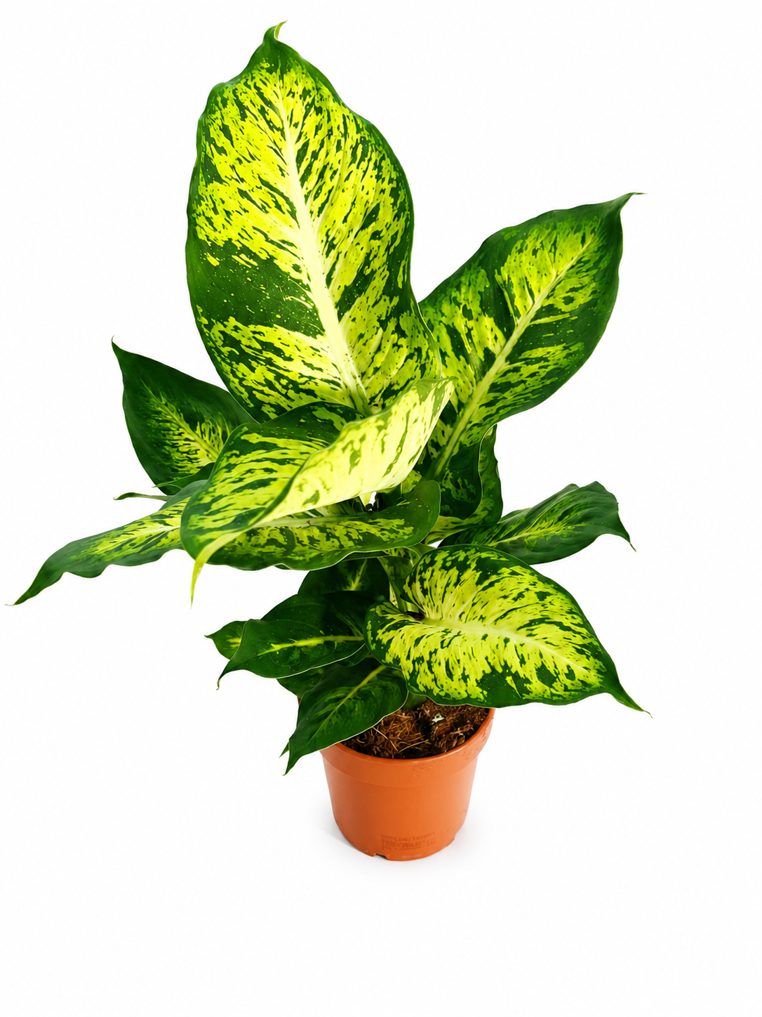 Dieffenbachia Tropic Snow