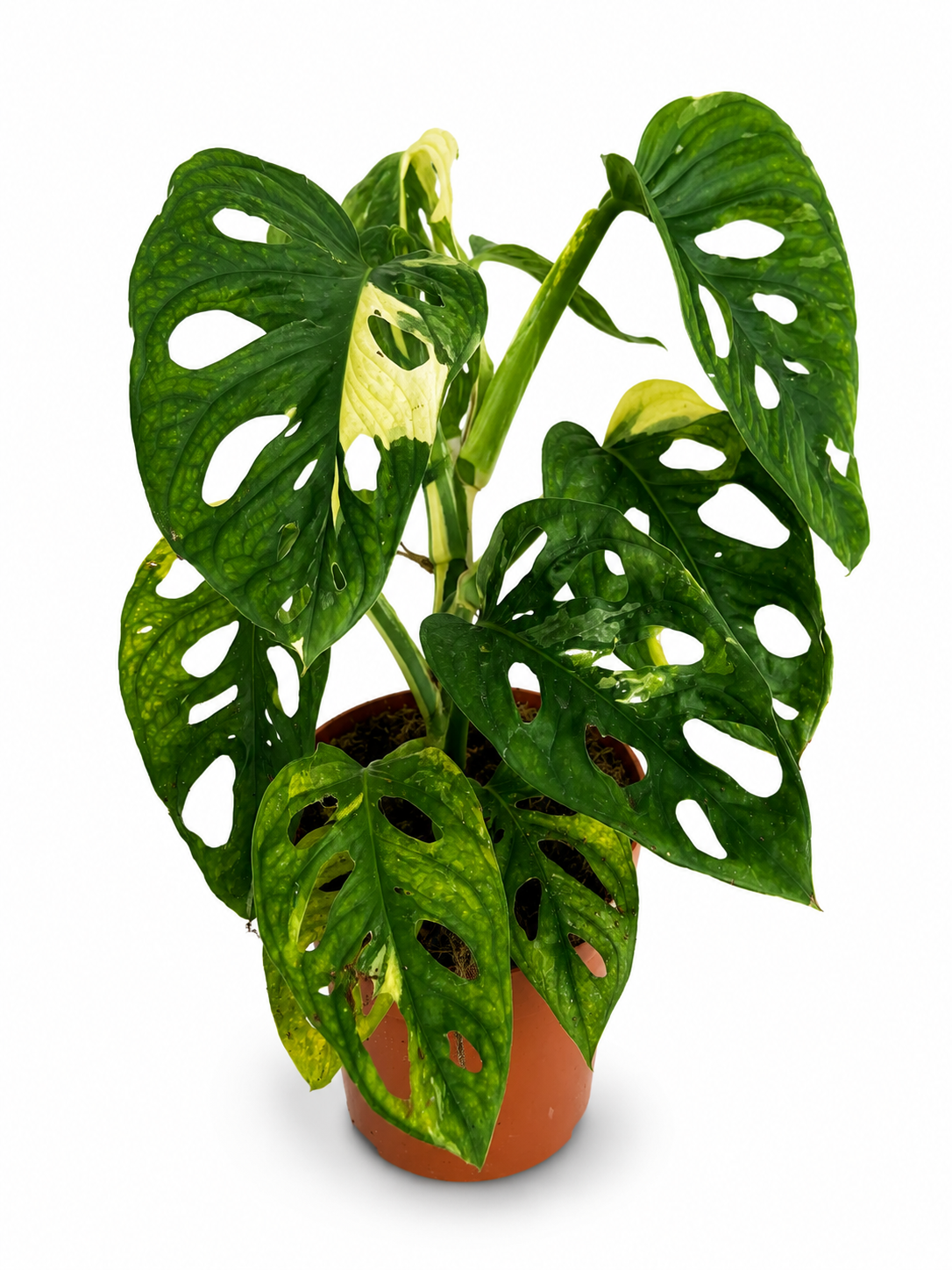 Monstera Adansonii Variegata – Variegated Swiss Cheese Plant