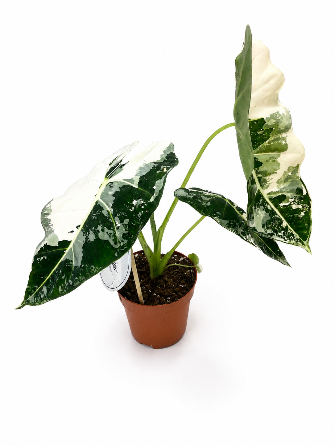 Alocasia Frydek Variegata