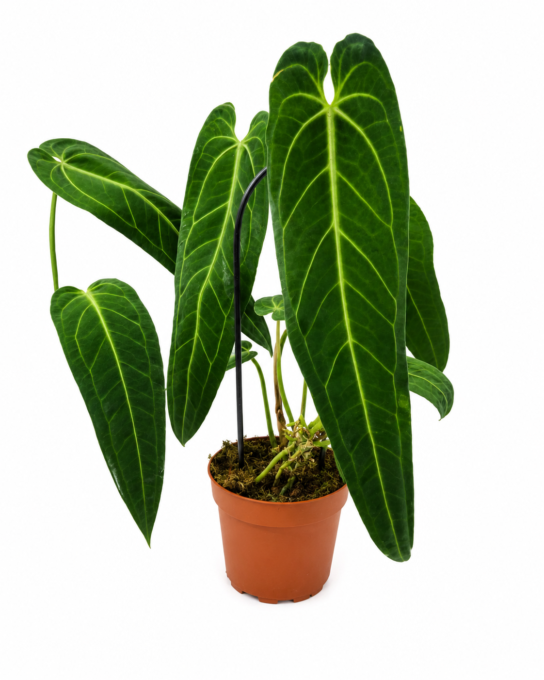 Anthurium Warocqueanum – Queen Anthurium