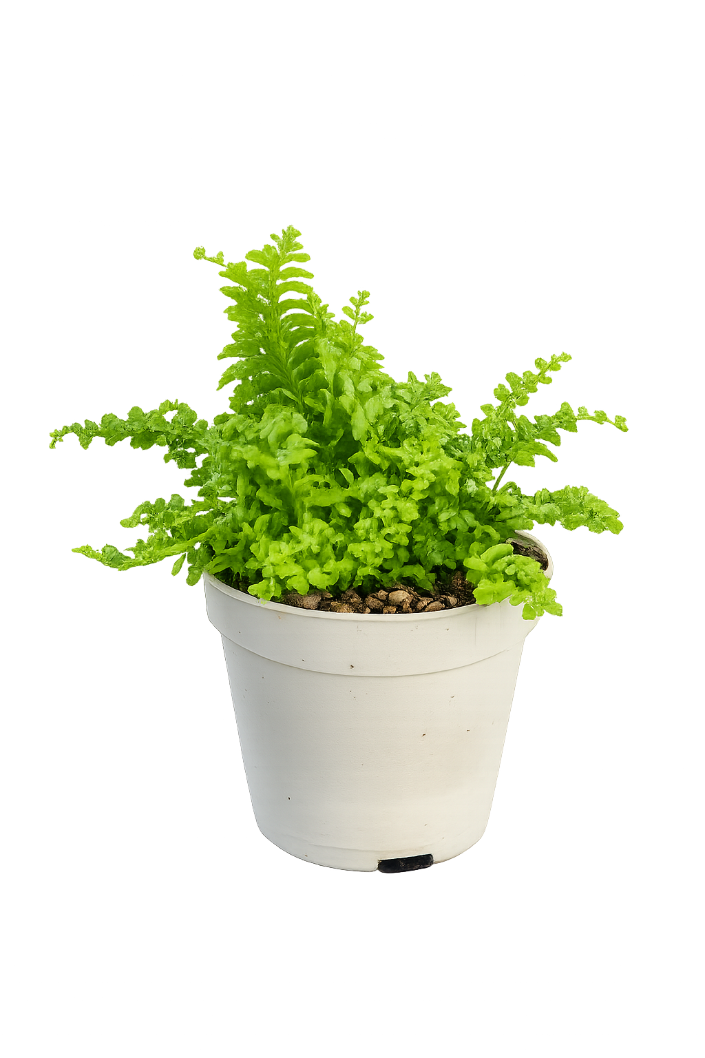 Mini Lemon Button Fern (Nephrolepis cordifolia &