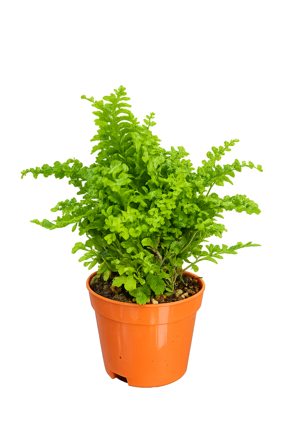 Asplenium Parvati Fern