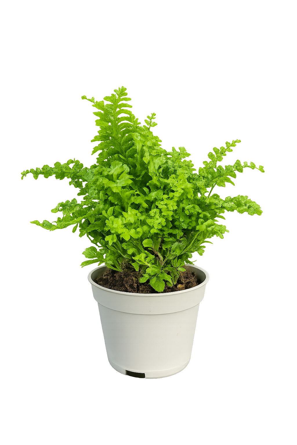 Mini Silver Lady Fern (Blechnum gibbum)