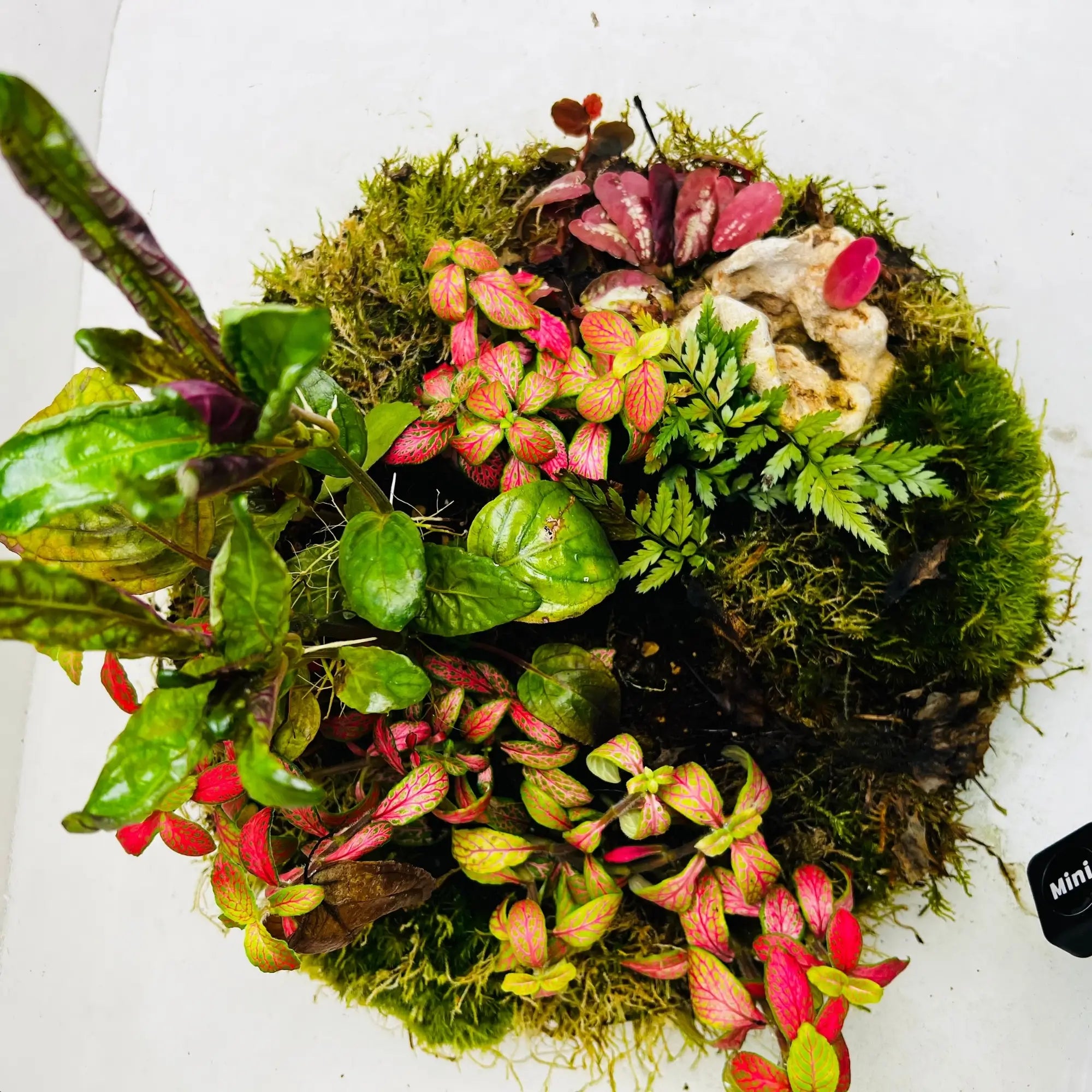 Dreamy Grove Terrarium Shop in Dubai