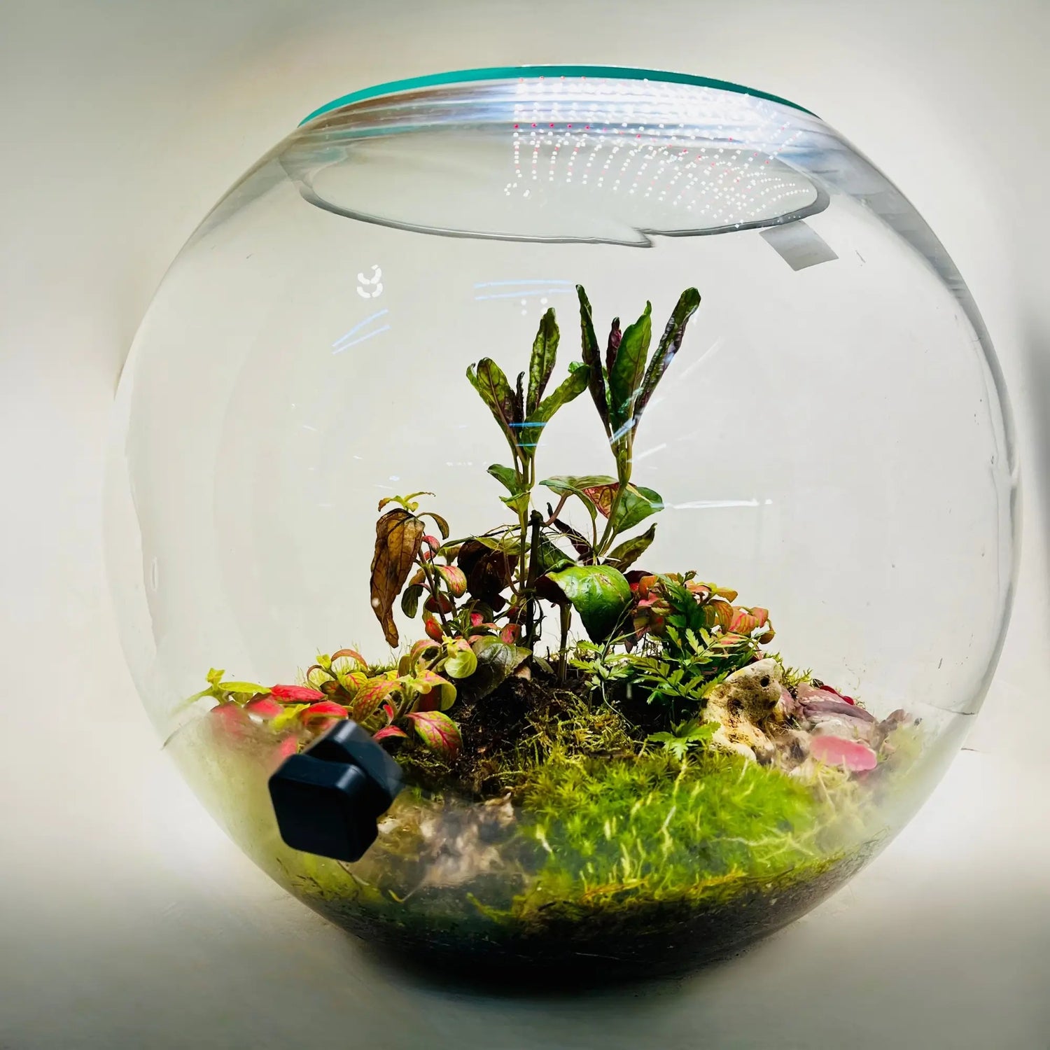 Dreamy Grove Terrarium Shop in UAE