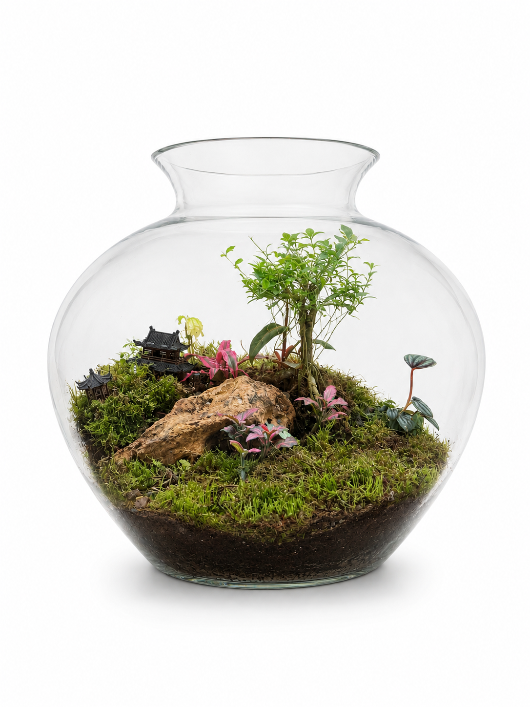 Chinese Village Bonsai Fittonia Pink Closed Terrarium - Mini Ecosystem