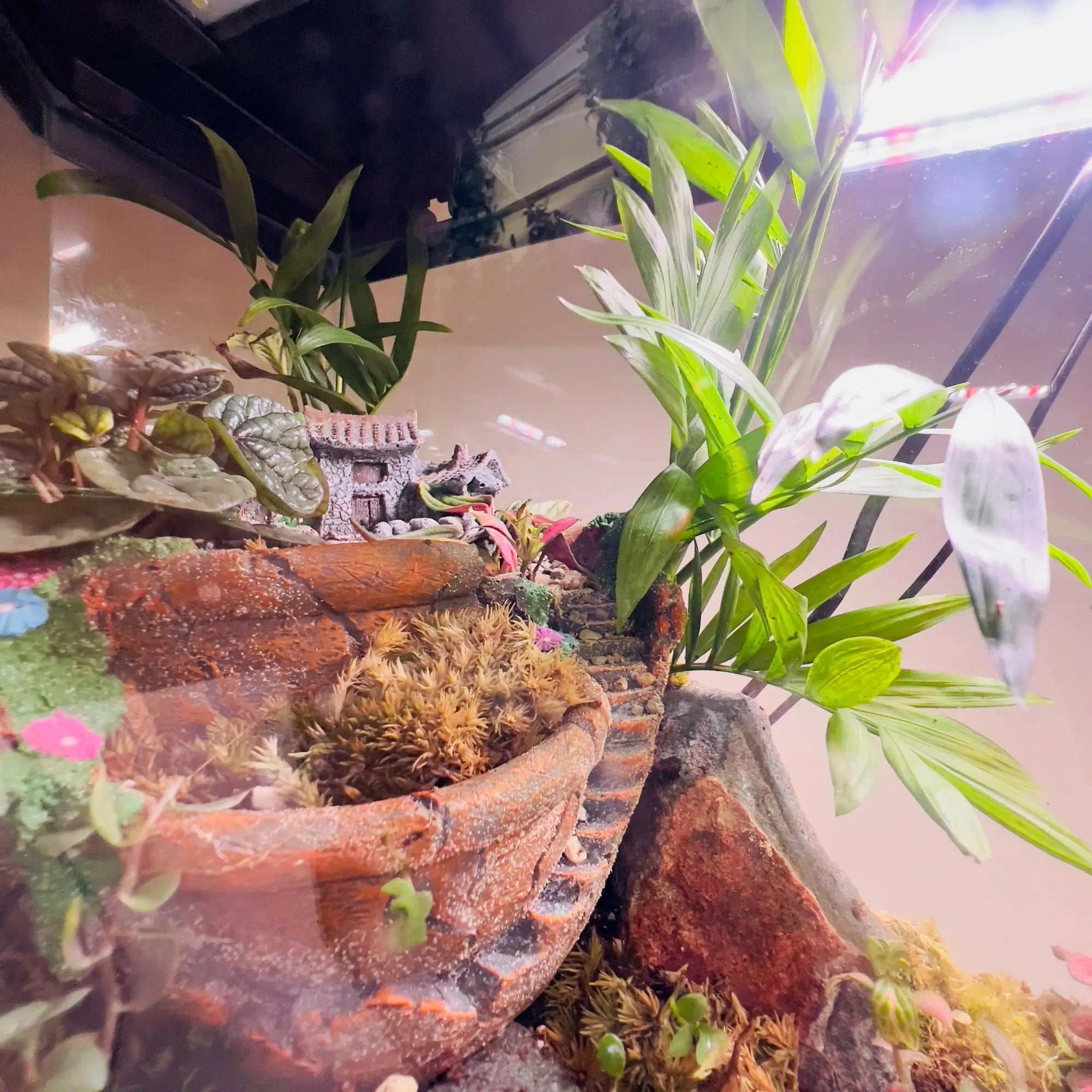Earth Star and Peperomia Terrarium for Gifts in UAE