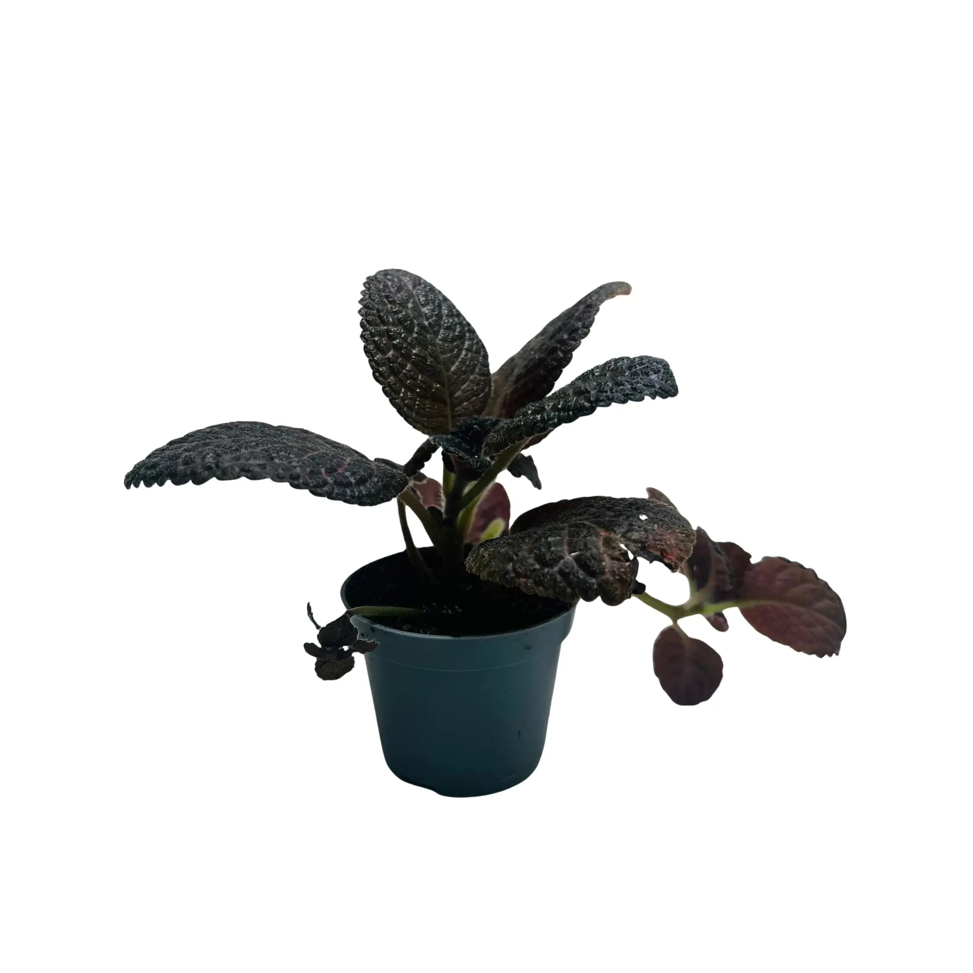 Episcia Cupreata Flame Violet Rare Exotic Mini Indoor Plant