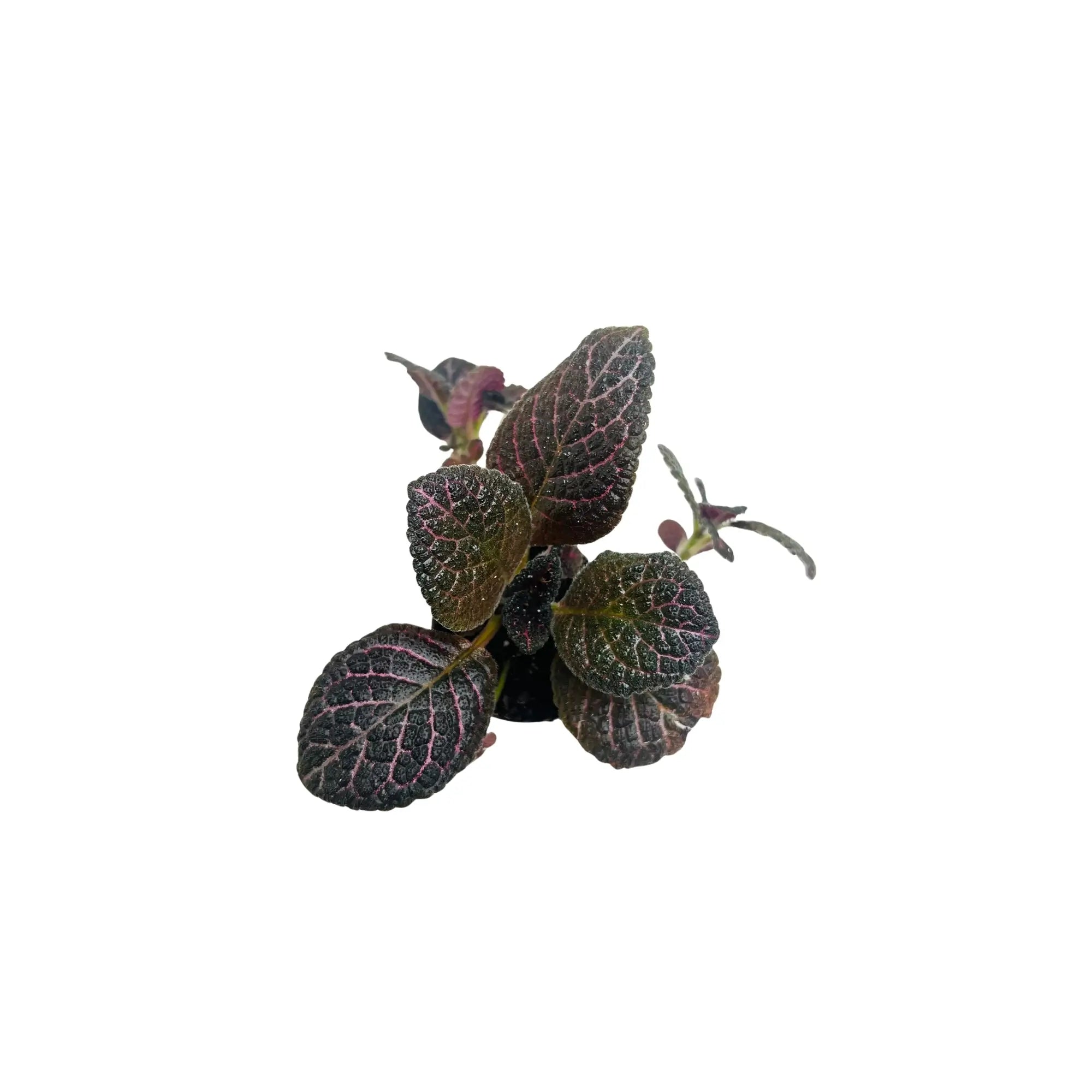 Episcia Cupreata Flame Violet Rare Exotic Mini Indoor Plant