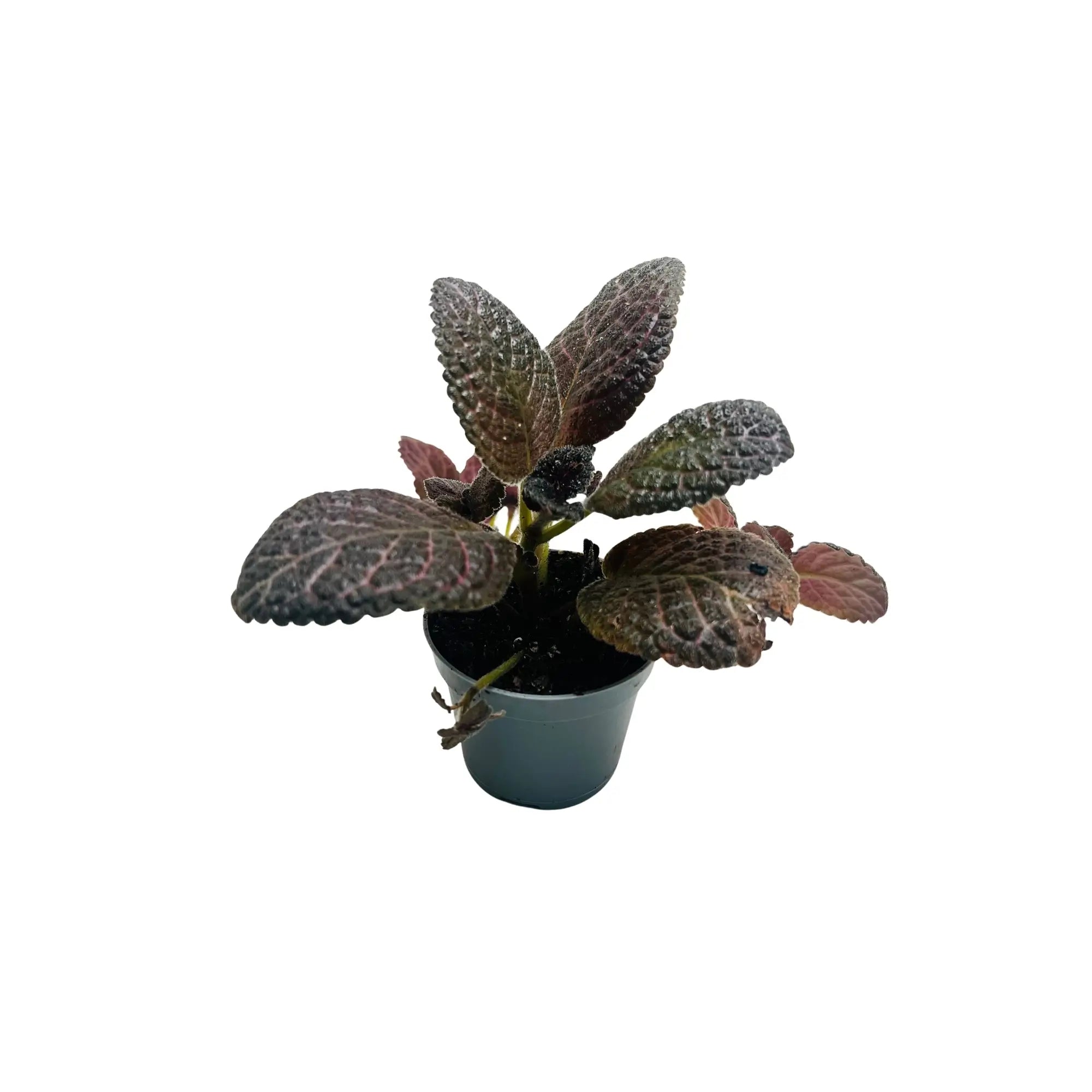 Episcia Cupreata Flame Violet Rare Exotic Mini Indoor Plant