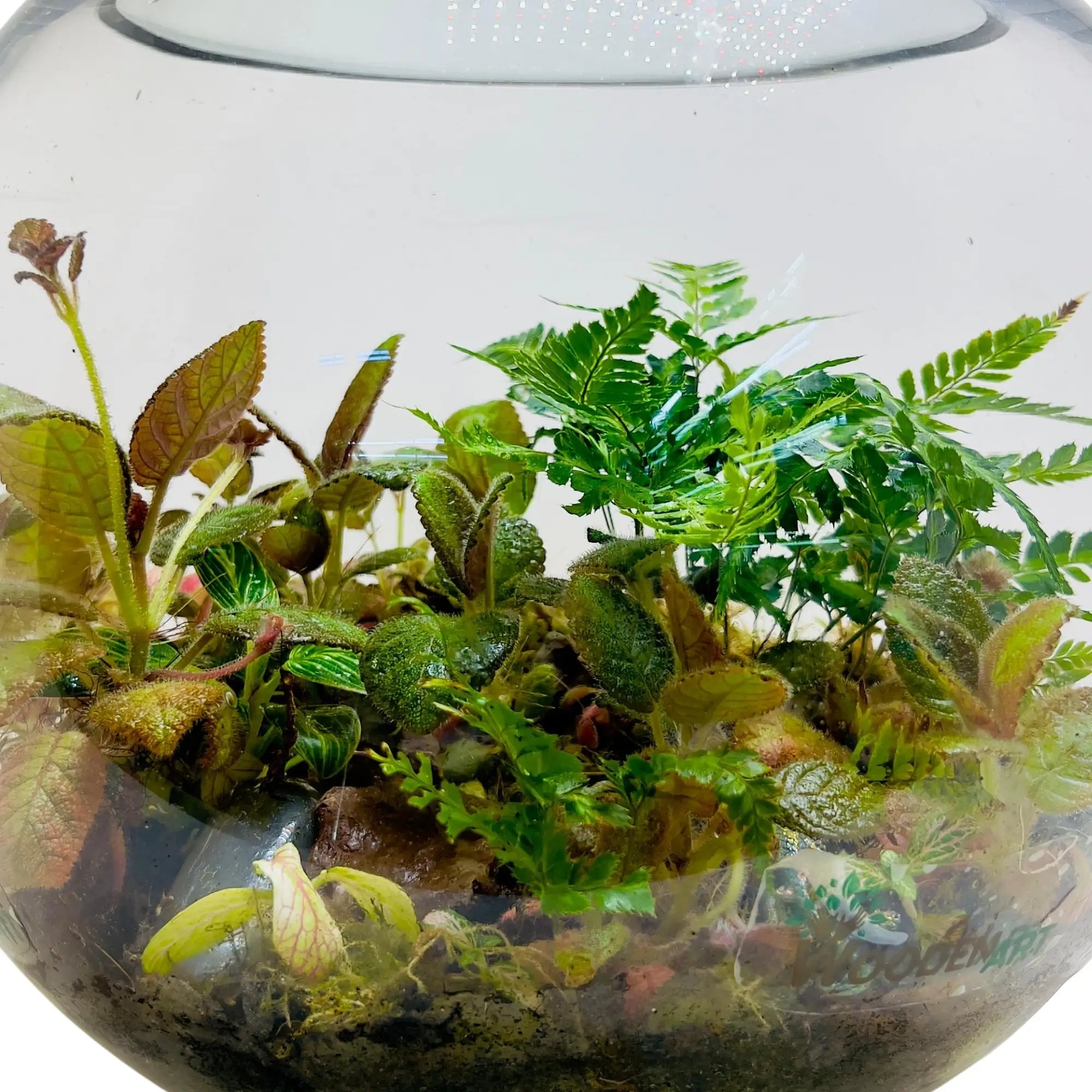 Episcia Cupreata Flame Violet Round Terrarium For Home Decor