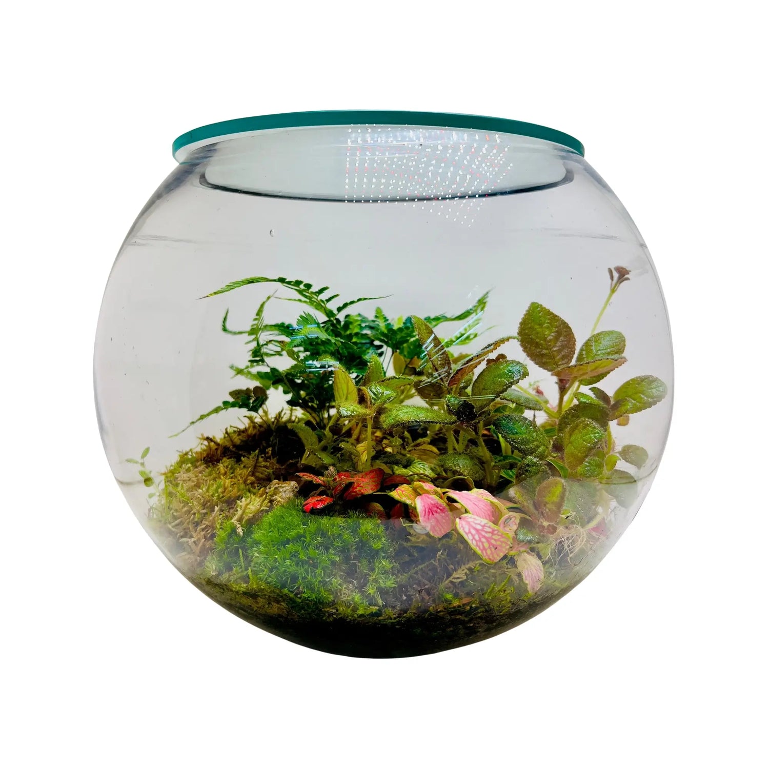 Episcia Cupreata Flame Violet Round Terrarium in UAE