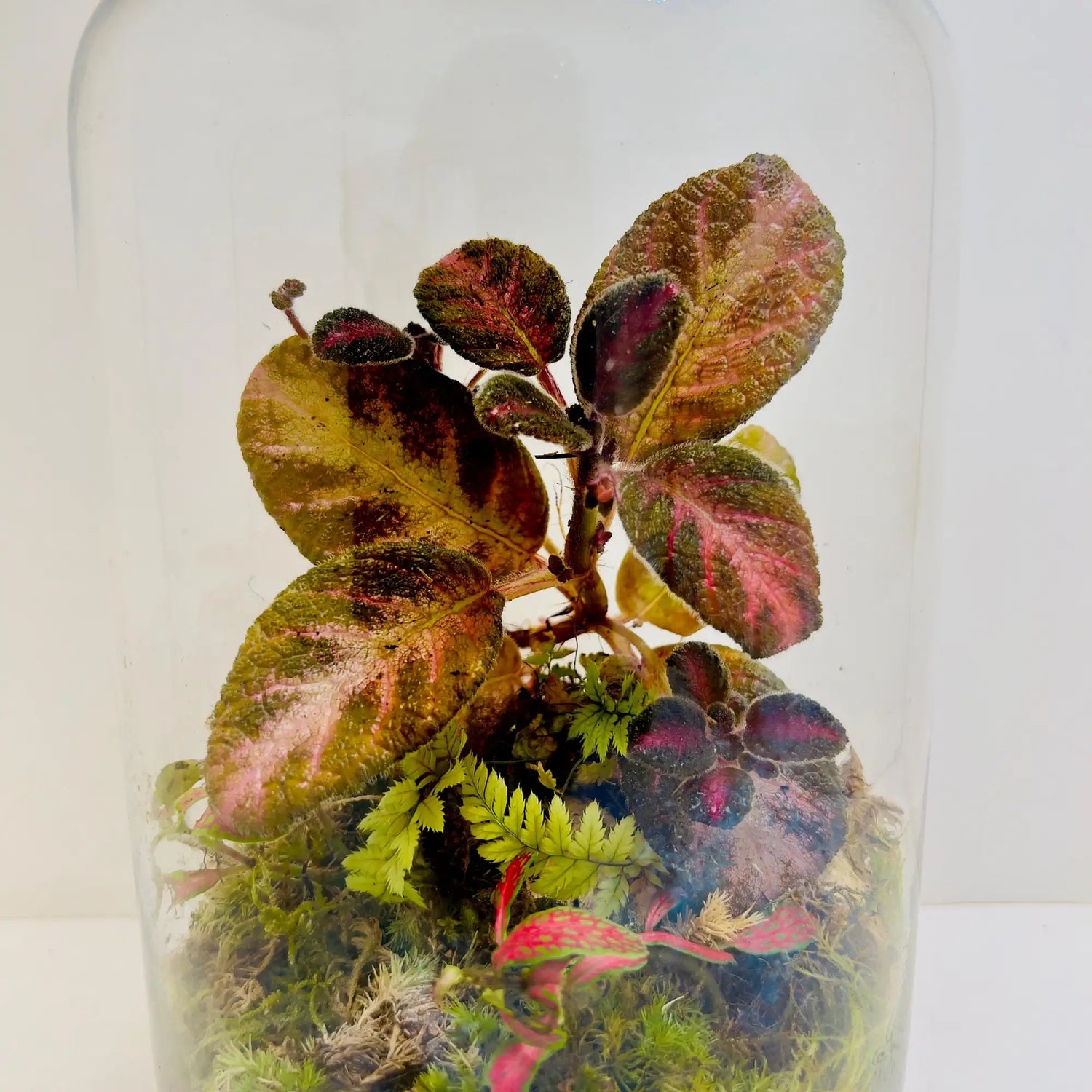 Episciacupreata Flame Violet Pink Plant Shop