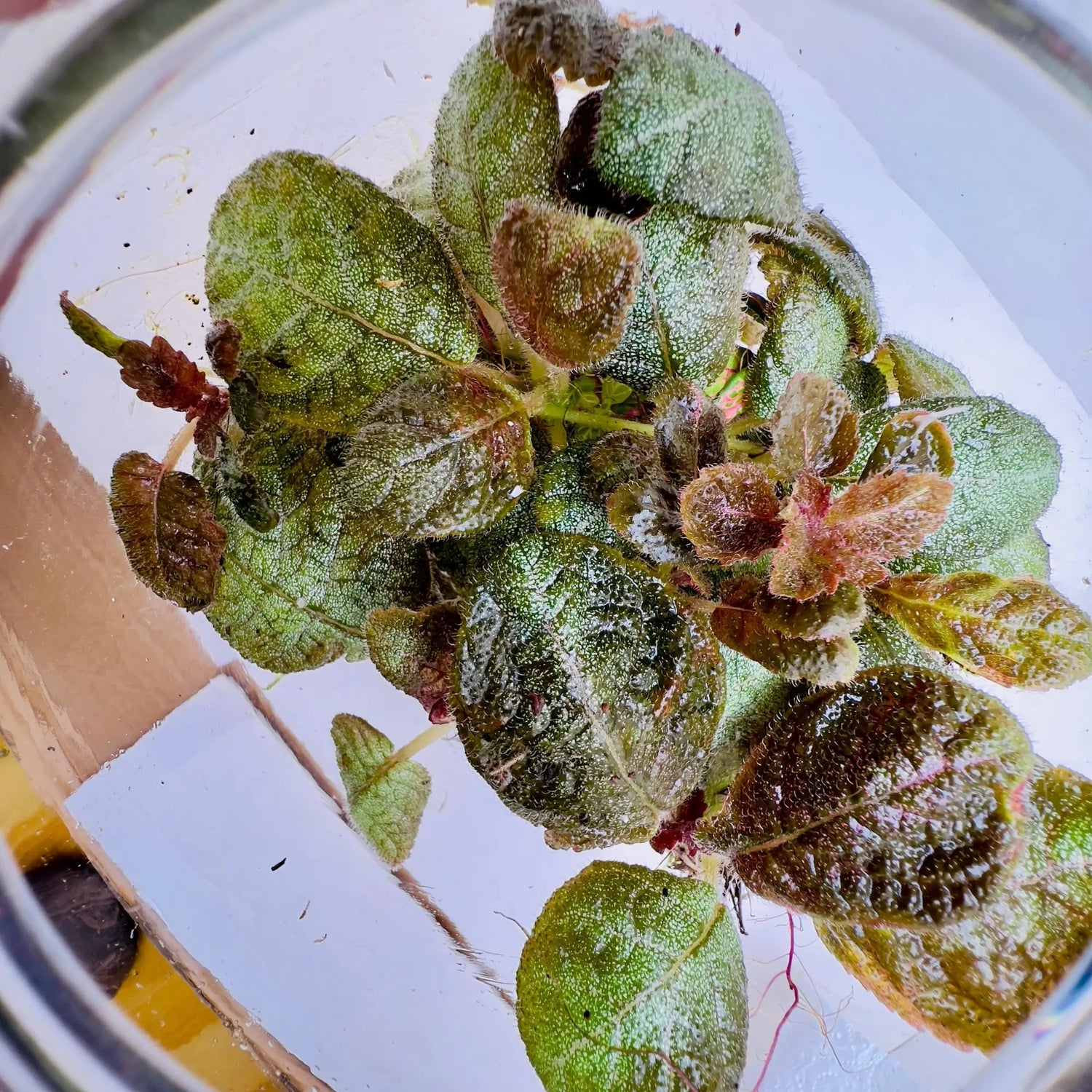 Episciacupreata Flame Violet Pink Plant for Gifting