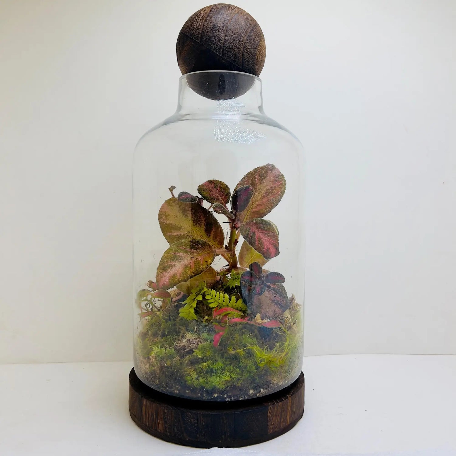 Episciacupreata Flame Violet Pink Terrarium Online Shop in Dubai