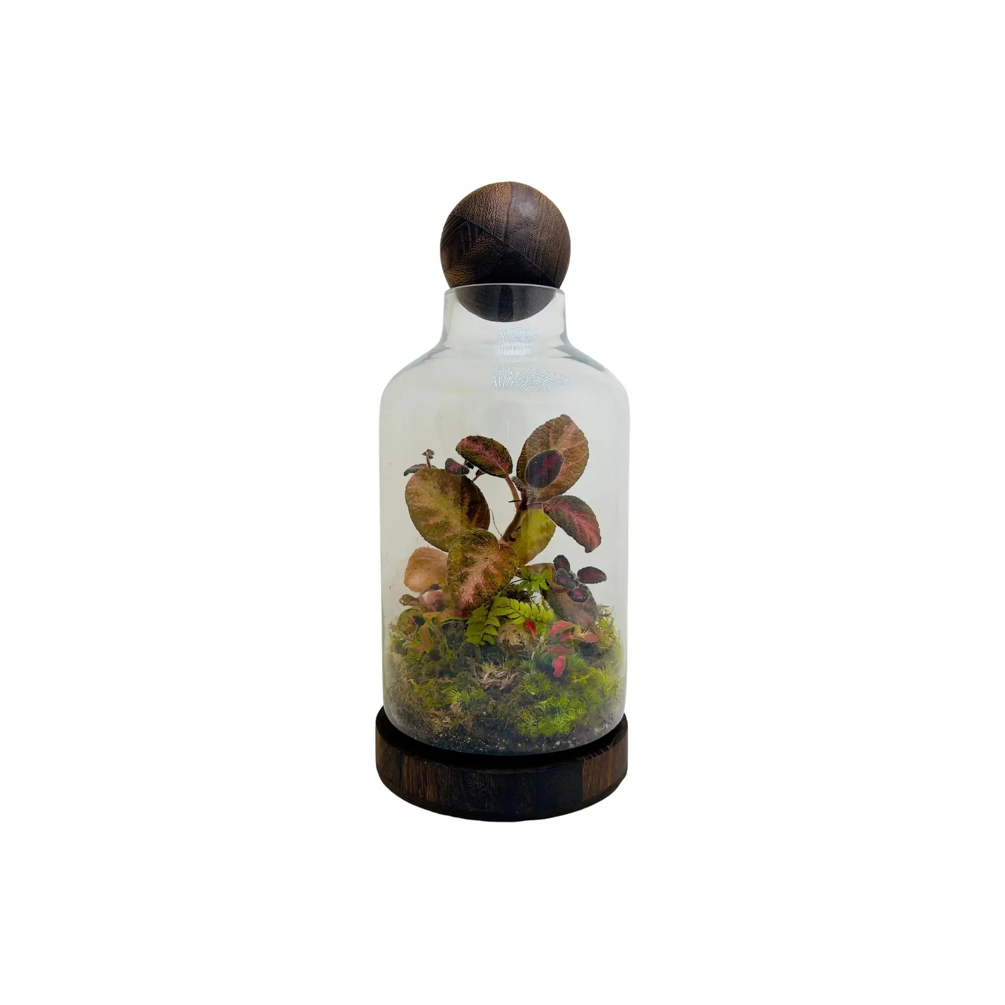 Episciacupreata Flame Violet Pink Terrarium in UAE
