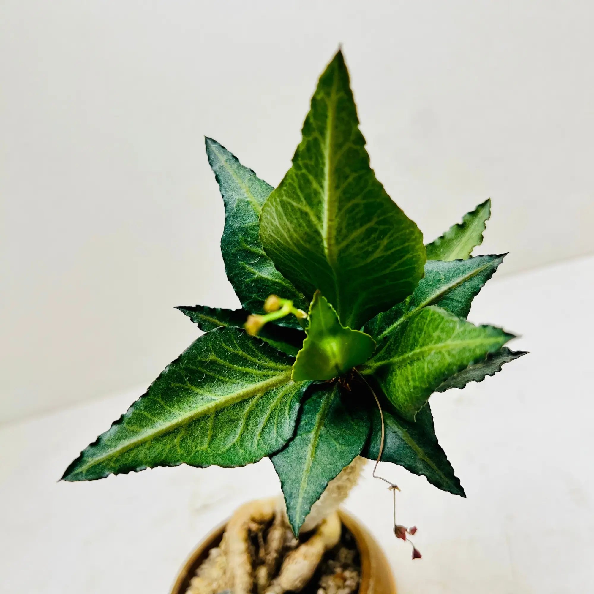 Euphorbia Francoisii Rare Exotic Indoor Plant
