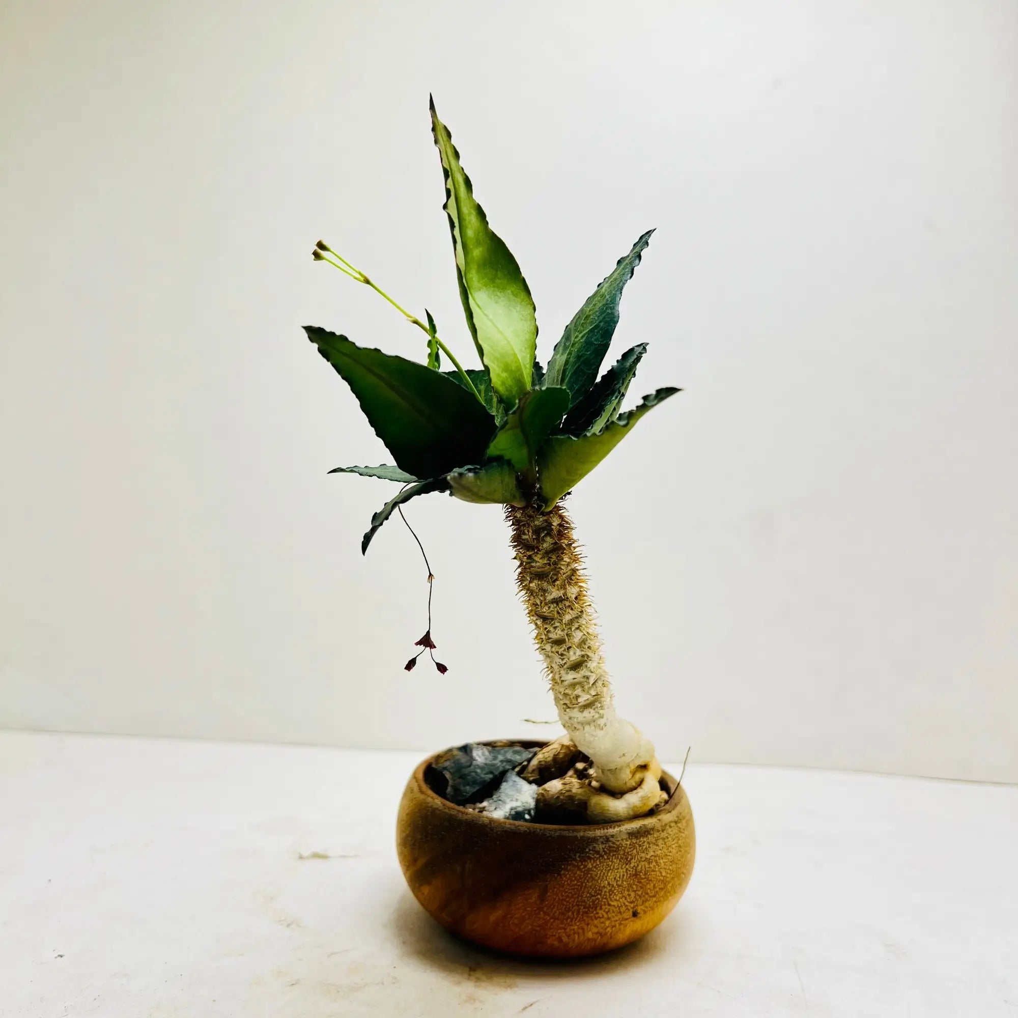 Euphorbia Francoisii Rare Exotic Indoor Plant