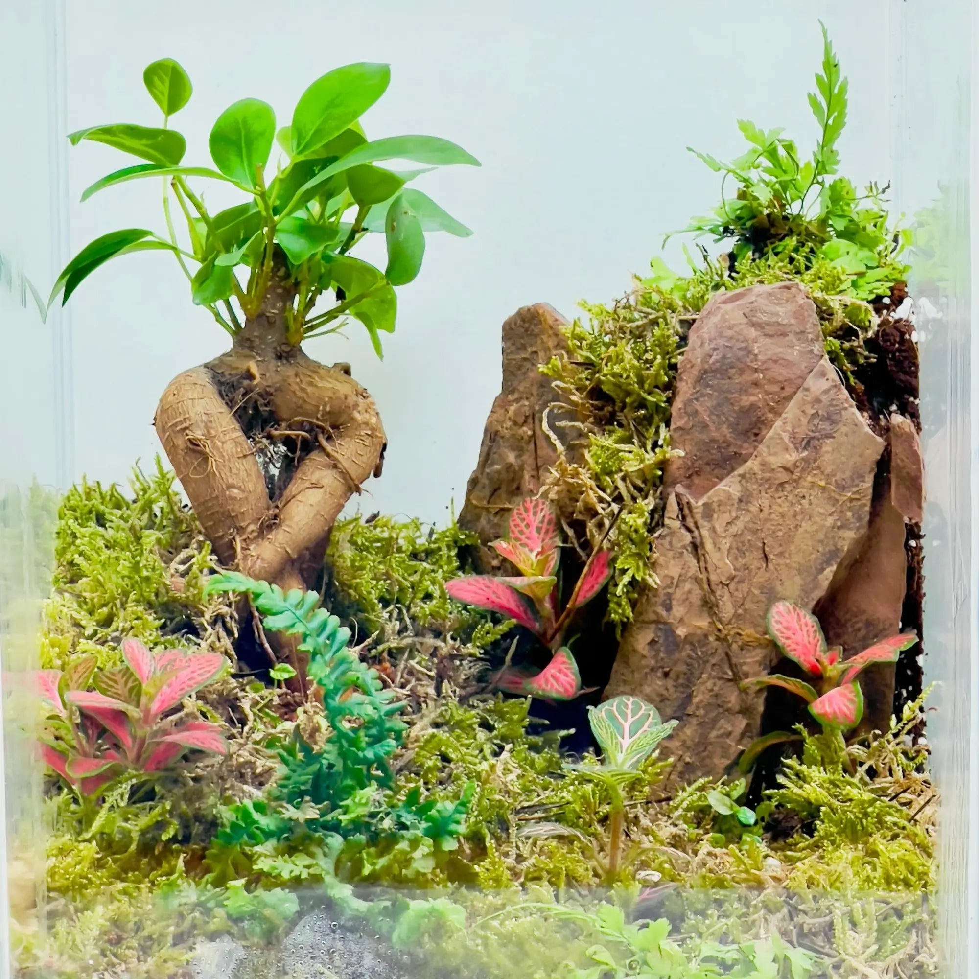 Ficus Bonsai With Rocks Terrarium For Office Giftings in Dubai
