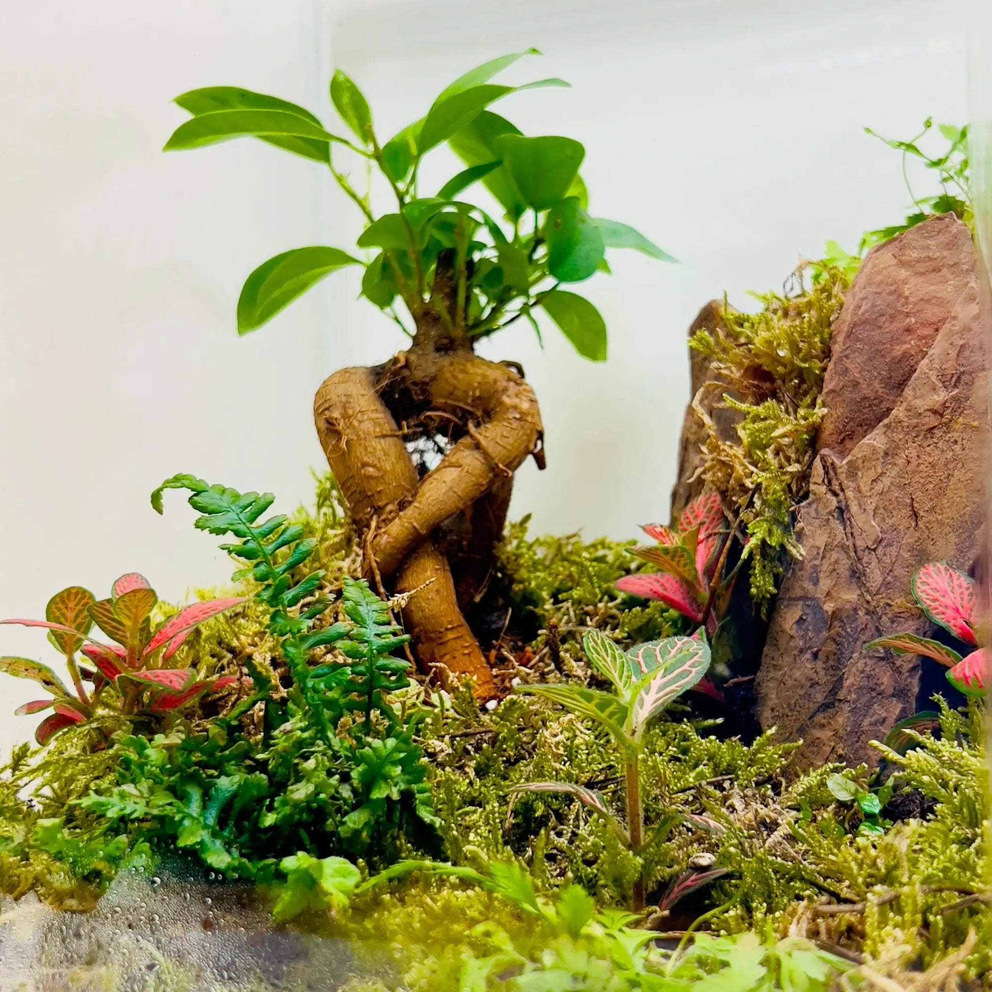 Ficus Bonsai With Rocks Terrarium Store for Nature Inspired Gifts in UAE