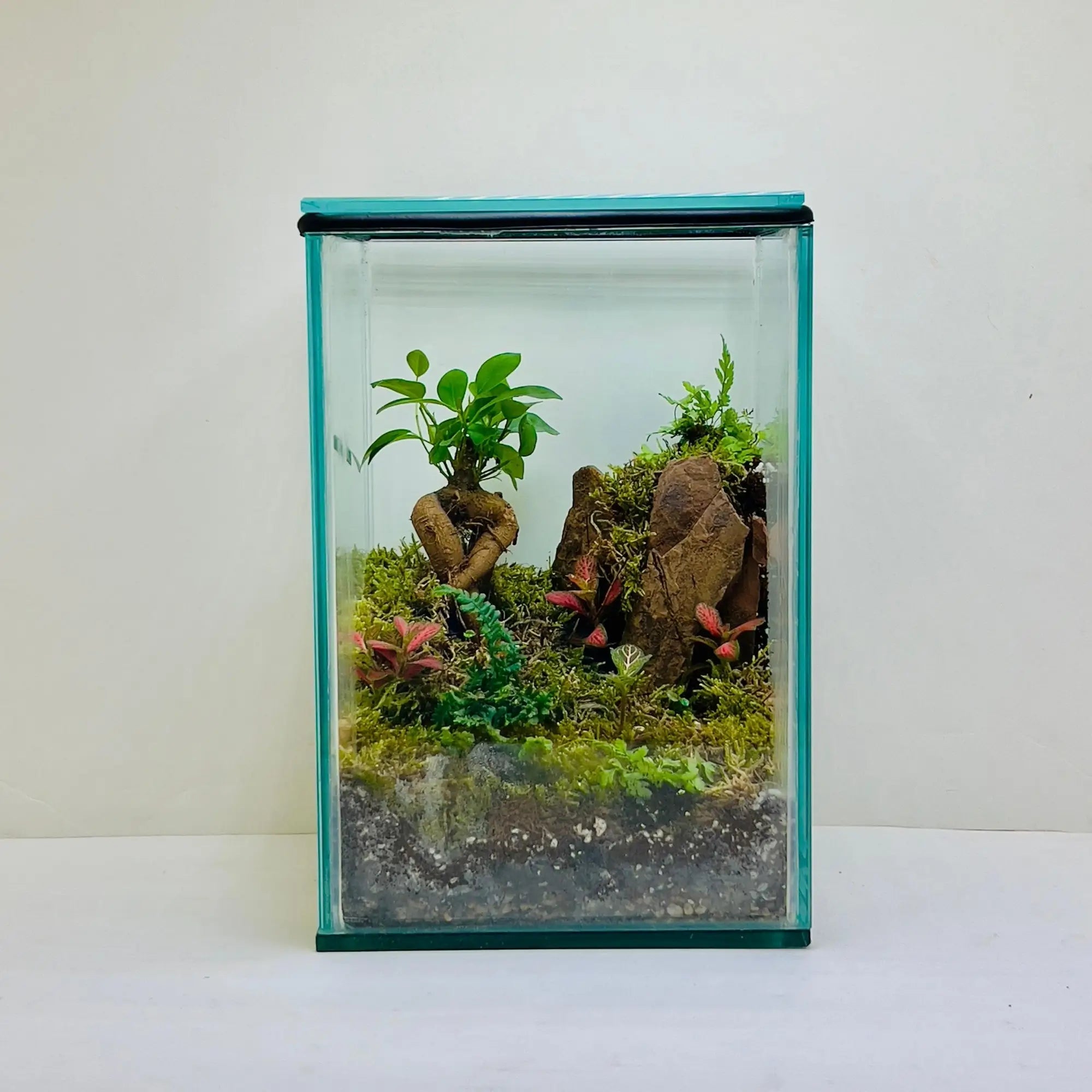 Ficus Bonsai With Rocks Terrarium Store for Unique Gifts in UAE