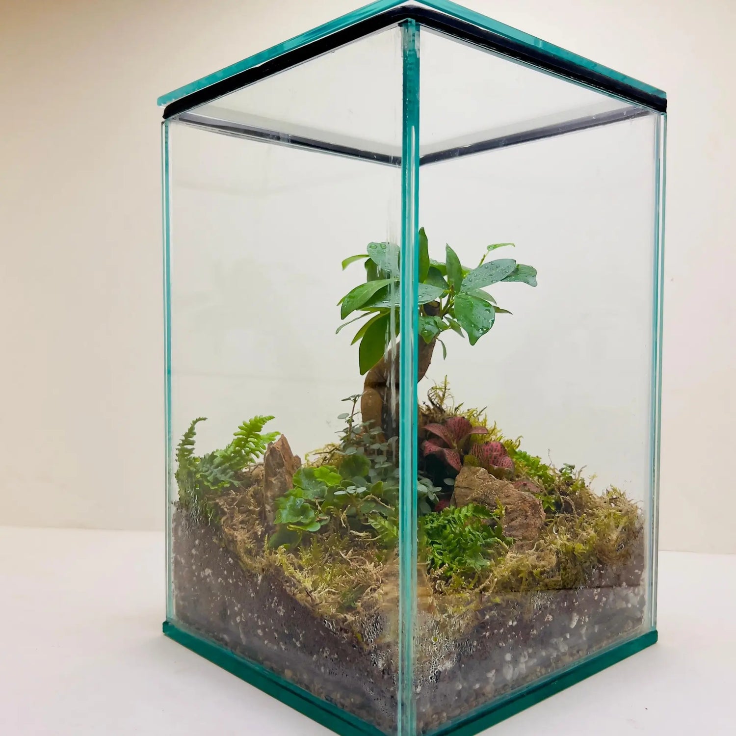 Ficus Bonsai and Pamila Ficus Terrarium Creative Gifts