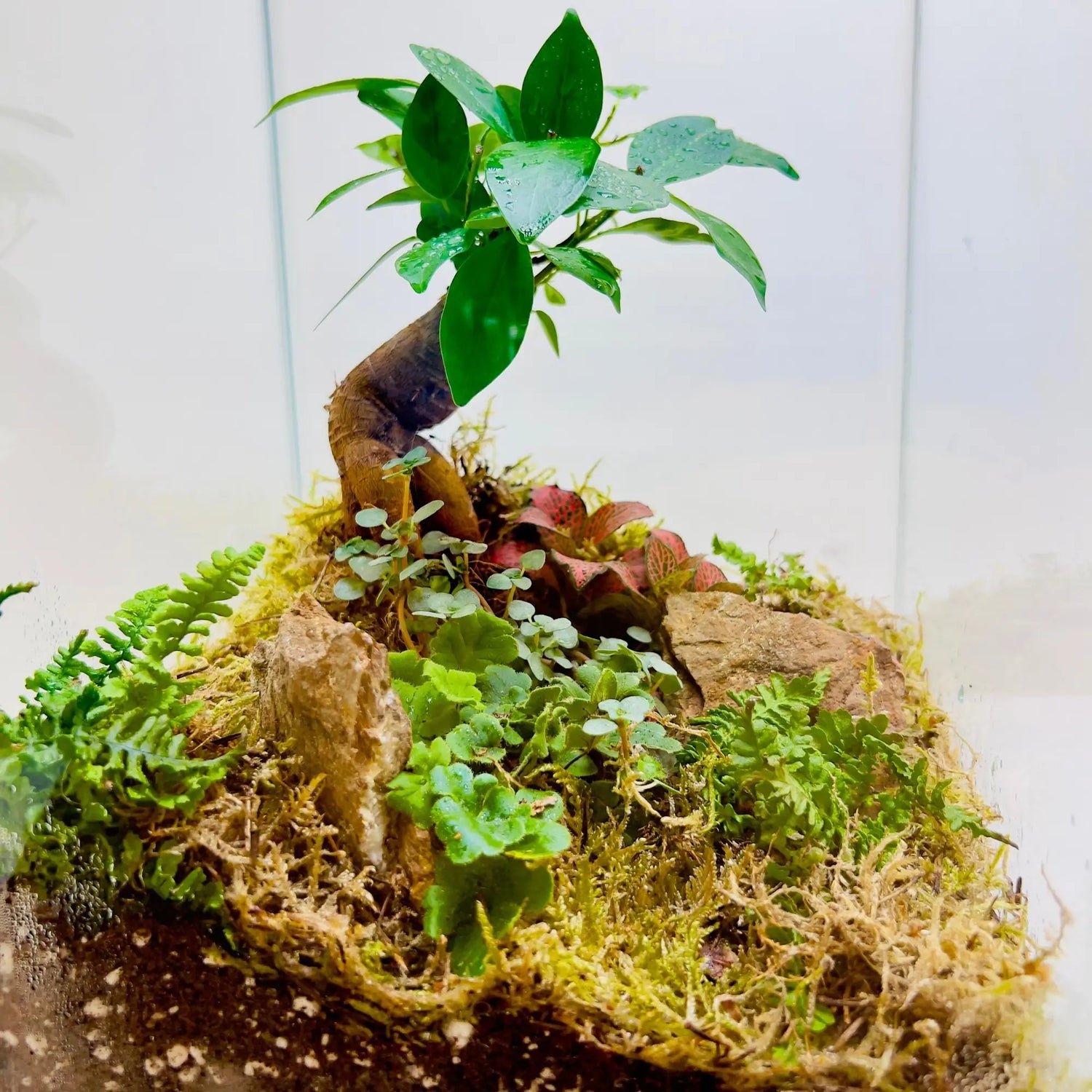 Ficus Bonsai and Pamila Ficus Terrarium For Gifts in Dubai
