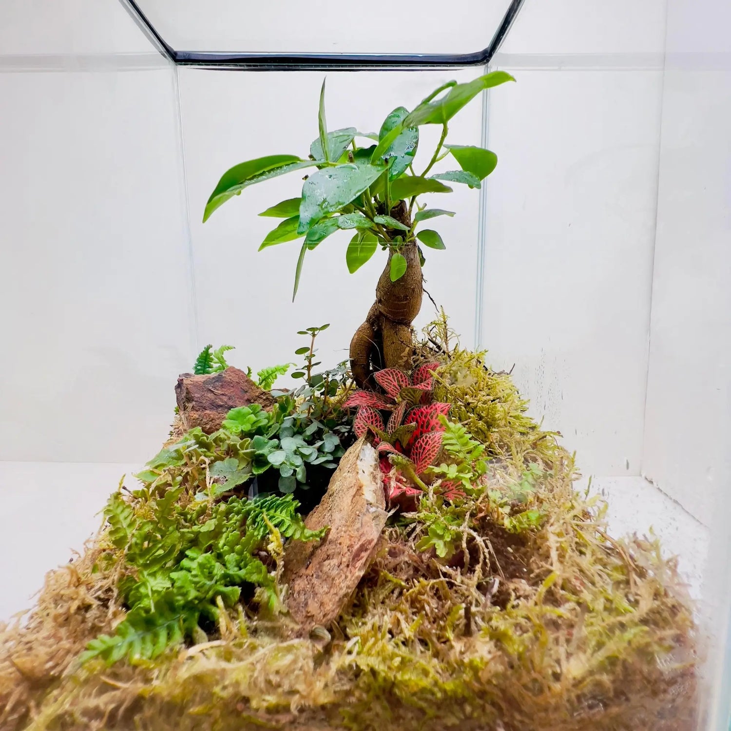 Ficus Bonsai and Pamila Ficus Terrarium Store in Dubai