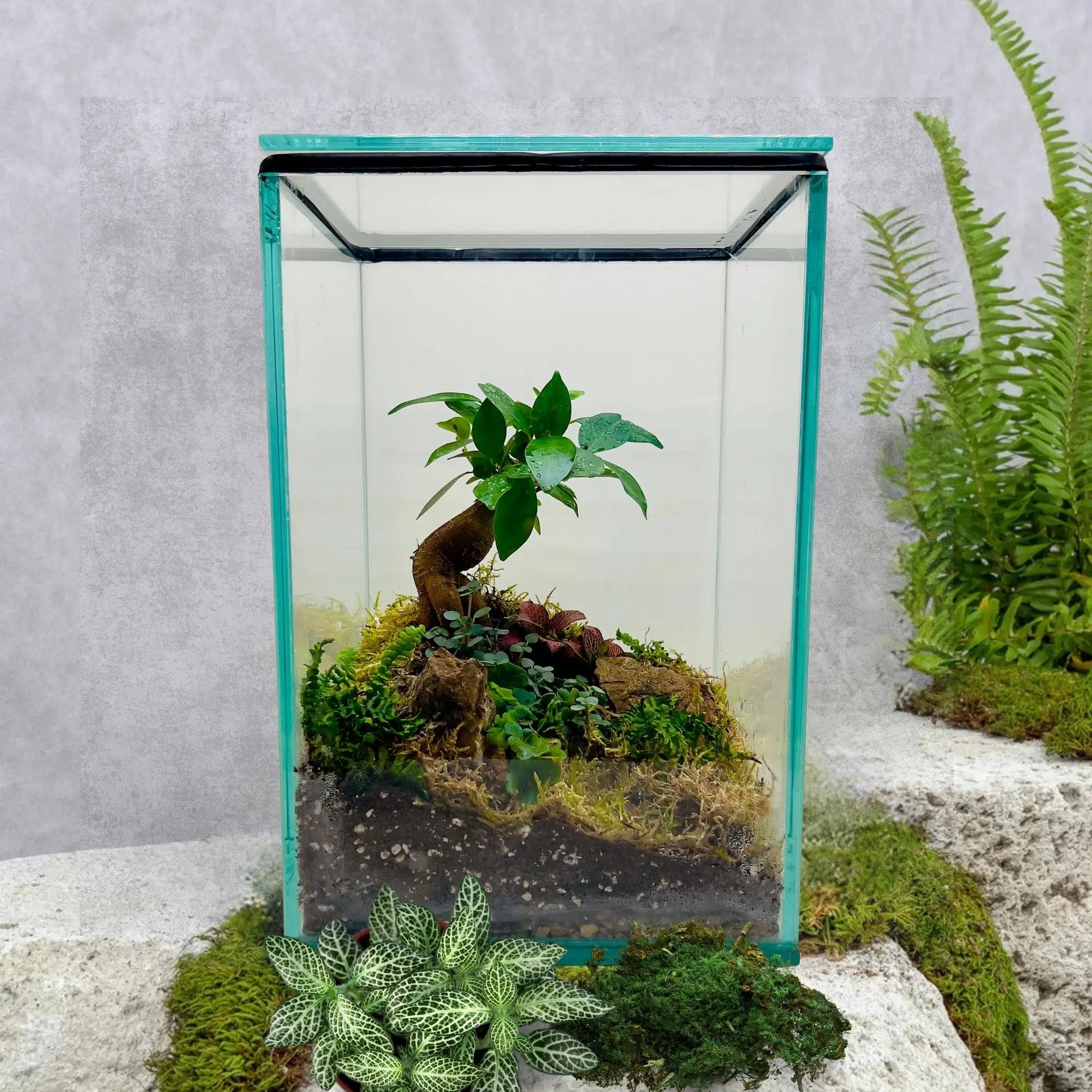 Ficus Bonsai and Pamila Ficus Terrarium