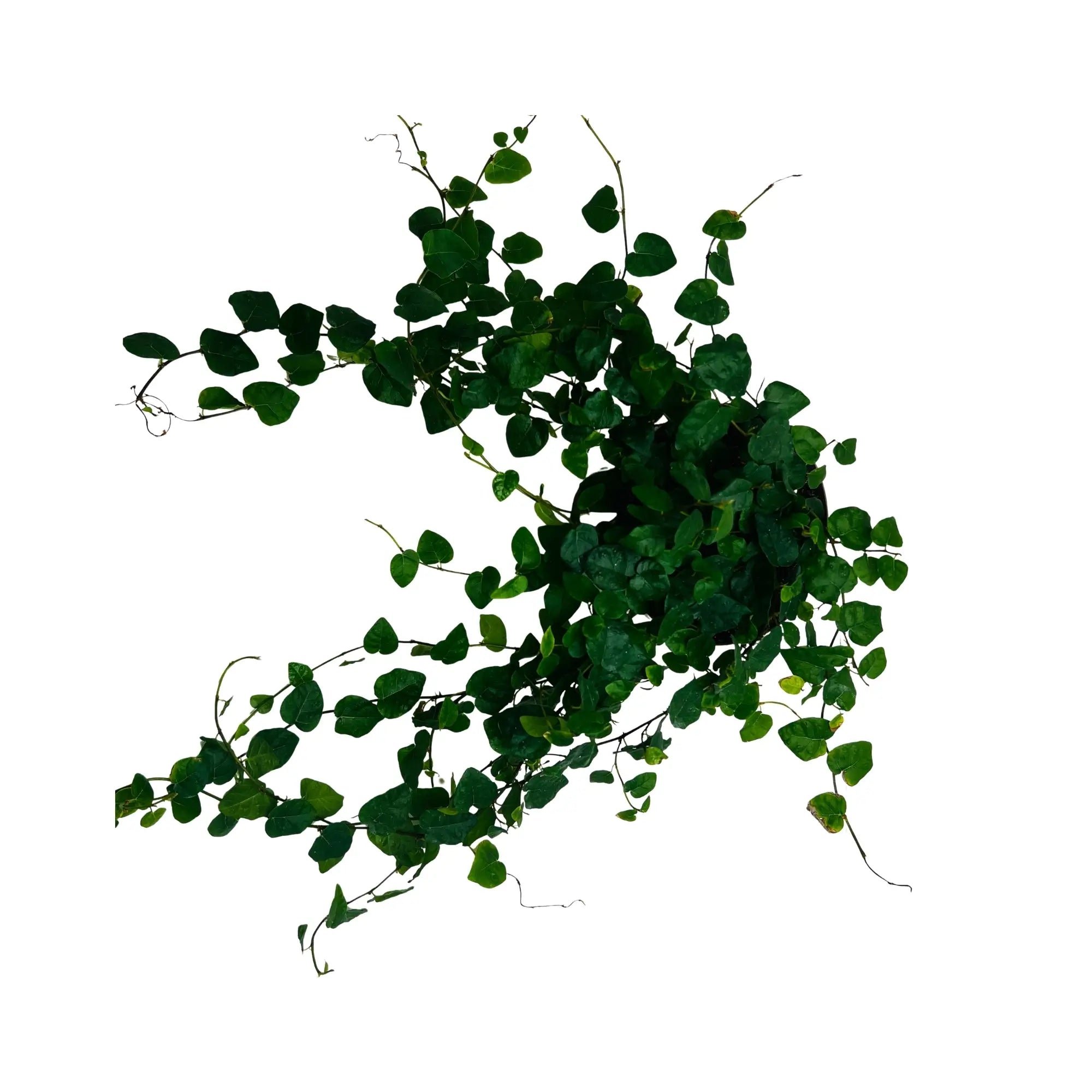 Ficus Repens Creeping Fig Rare Exotic Mini Indoor Plant