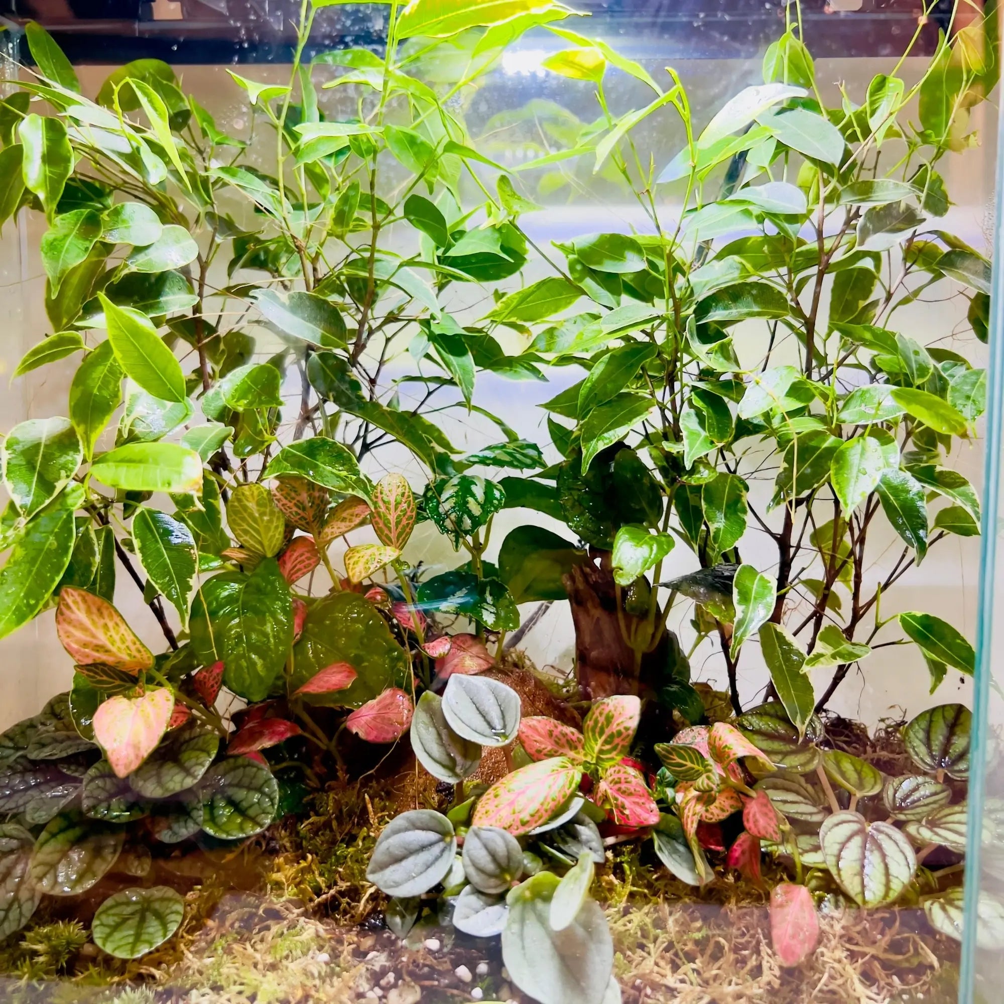 Ficus Trees and Peperomia Terrarium for Gifts in UAE