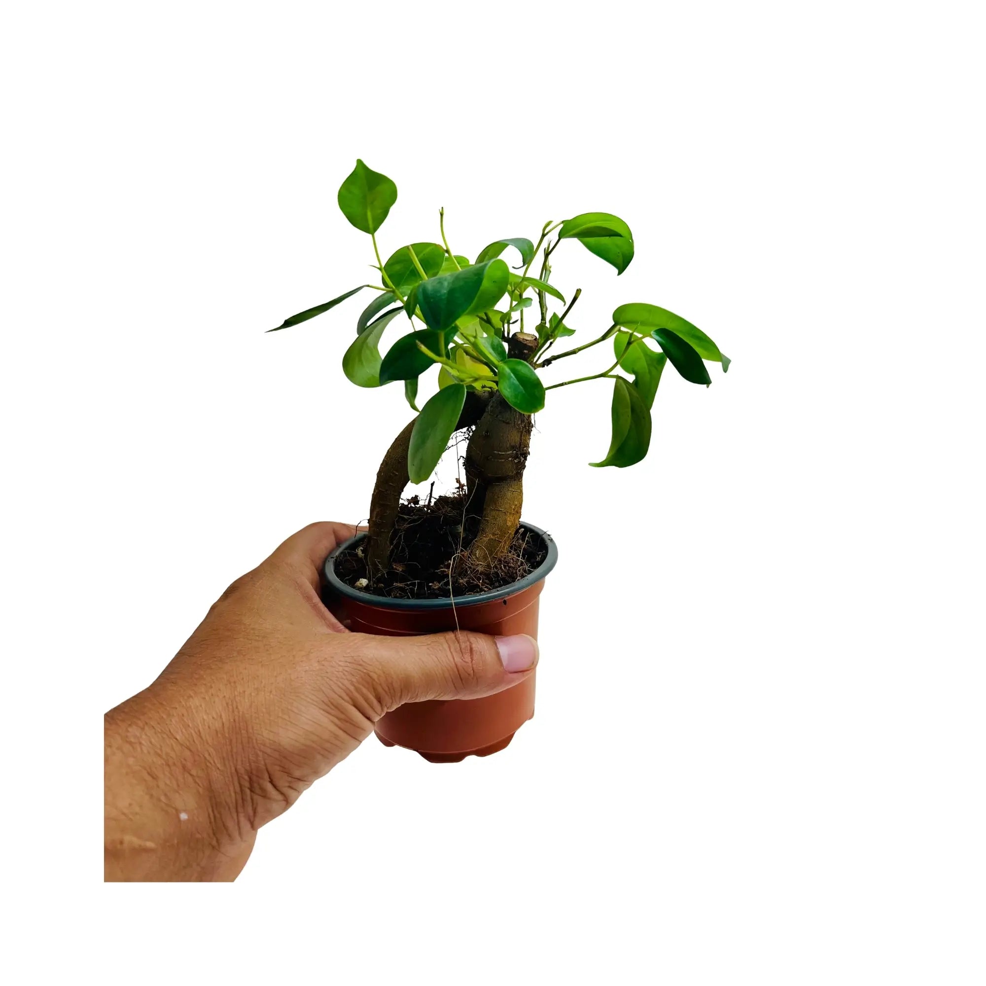 Ficus ZZ Ginseng Bonsai | Rare Exotic Mini Indoor Plant in Pot | Living Gift Dubai & UAE