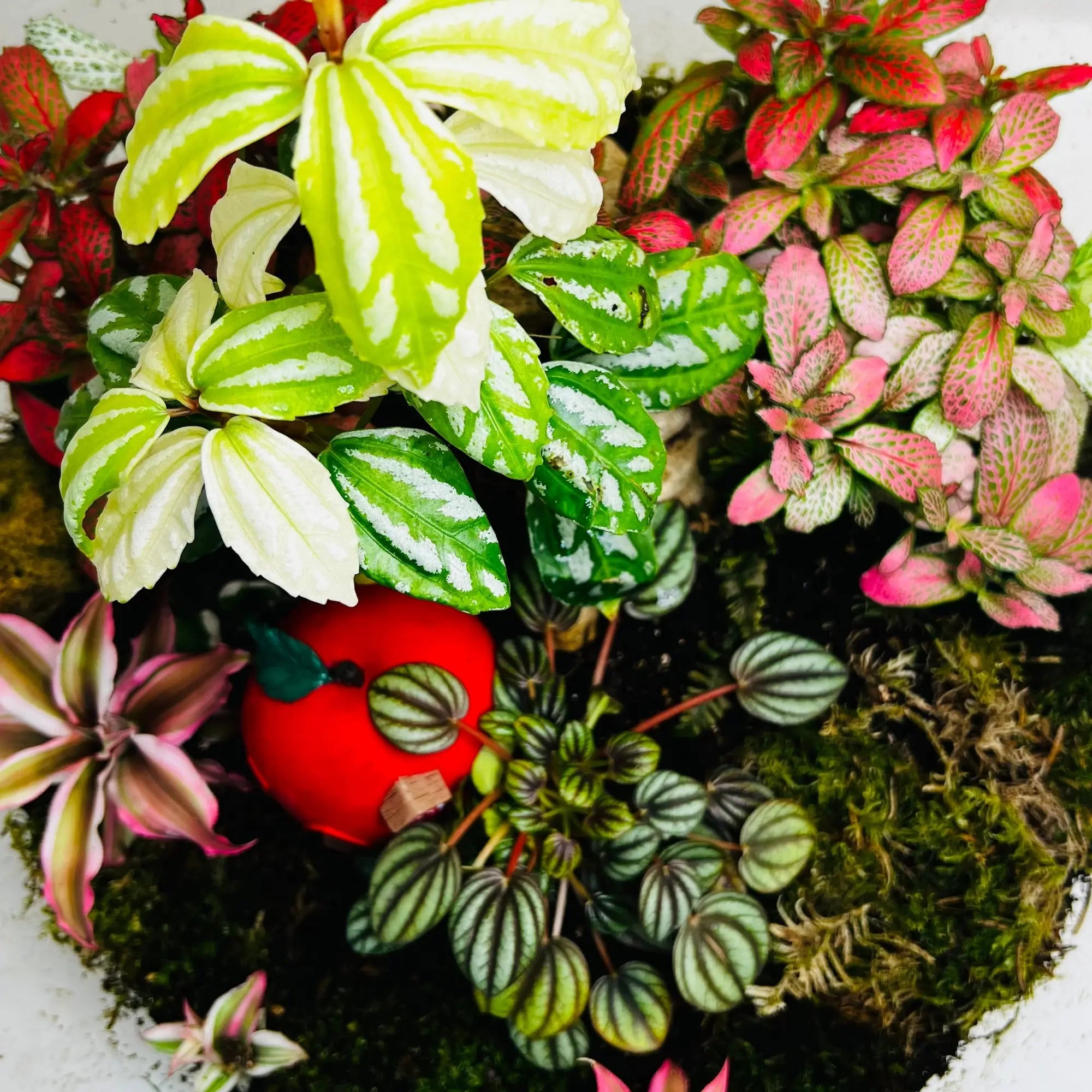Fittonia Earth Star Terrarium in Dubai