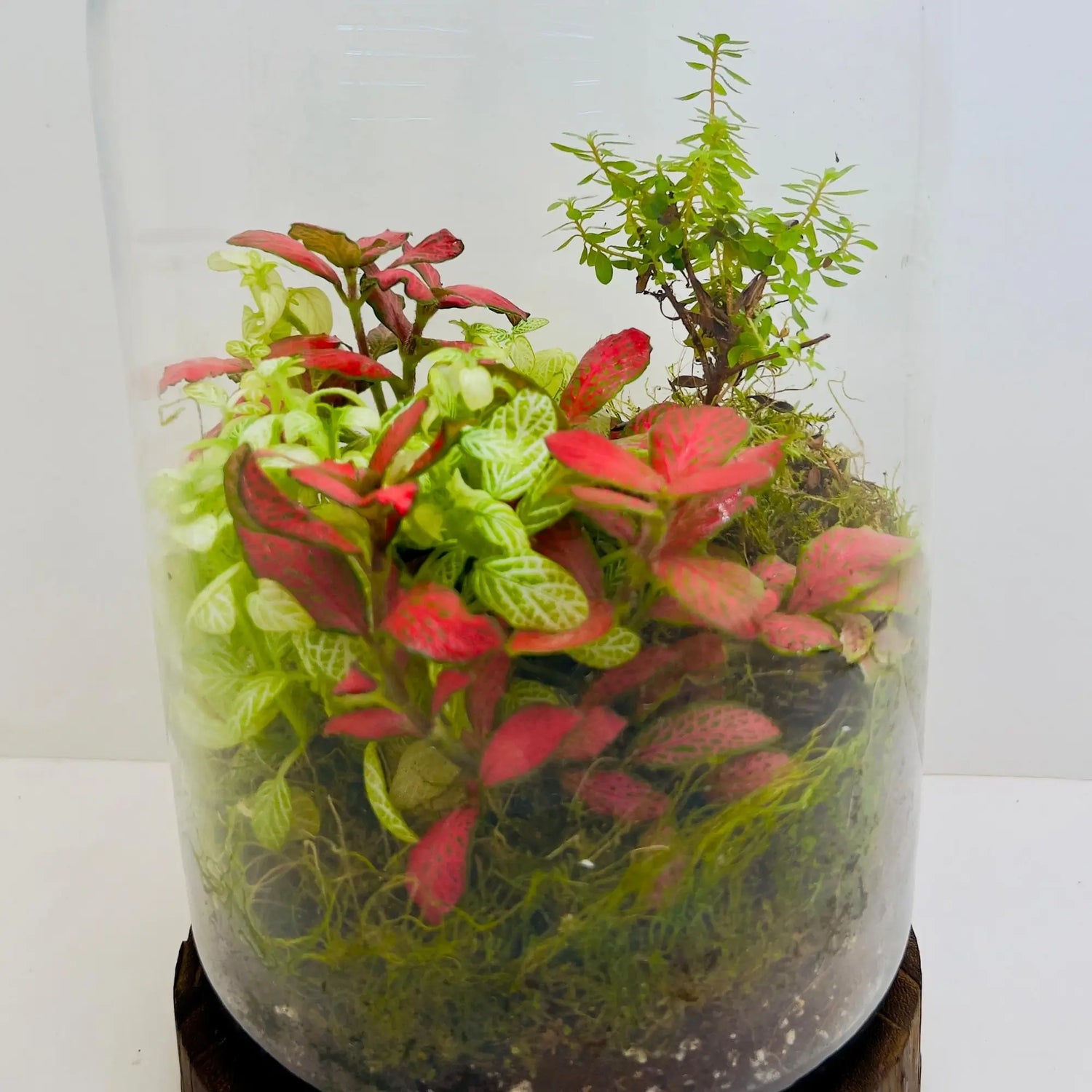 Fittonia Mix Nerve Plants Terrarium Gifts Shop in UAE