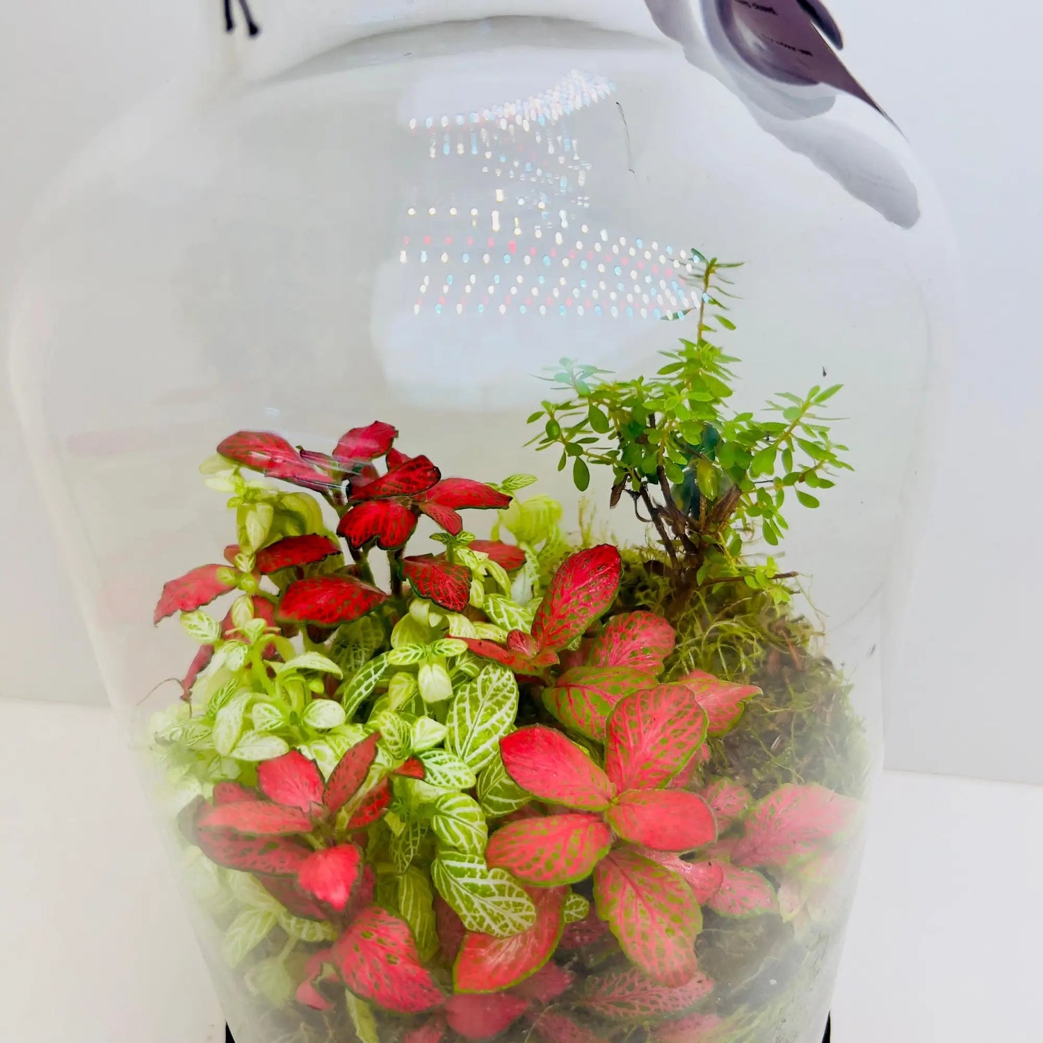Fittonia Mix Nerve Plants Terrarium Online Shop in Dubai