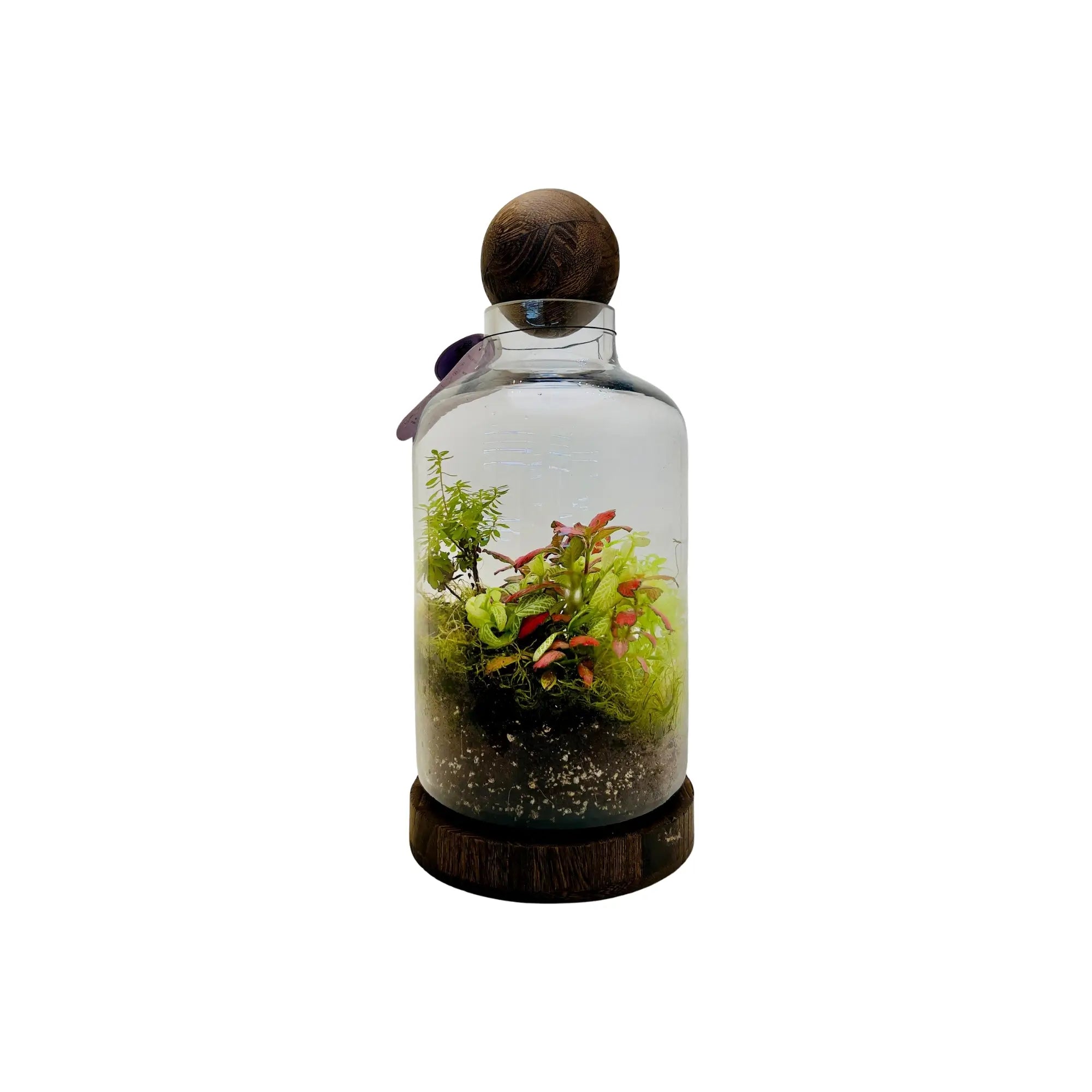 Fittonia Mix Nerve Plants Terrarium in Dubai