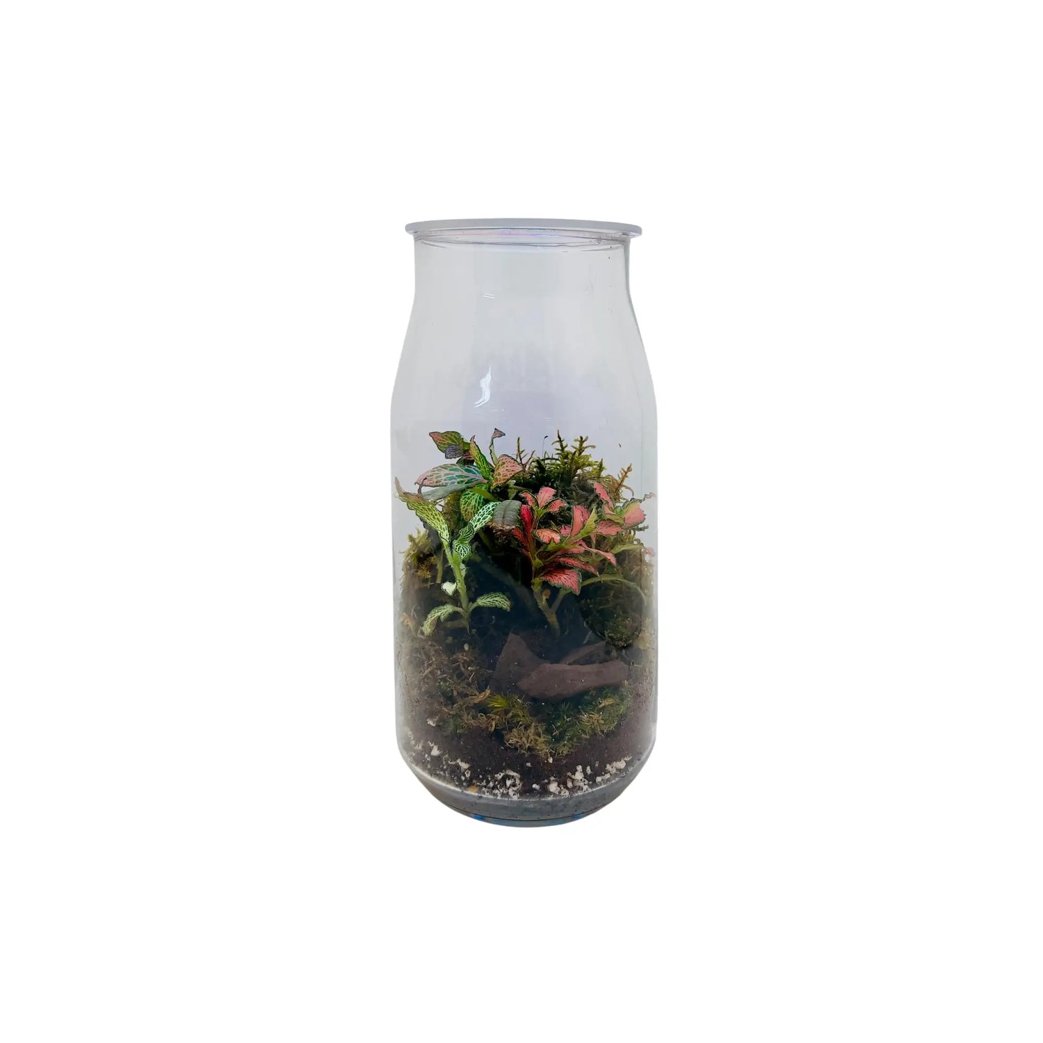 Fittonia Mix Terrarium Shop in UAE