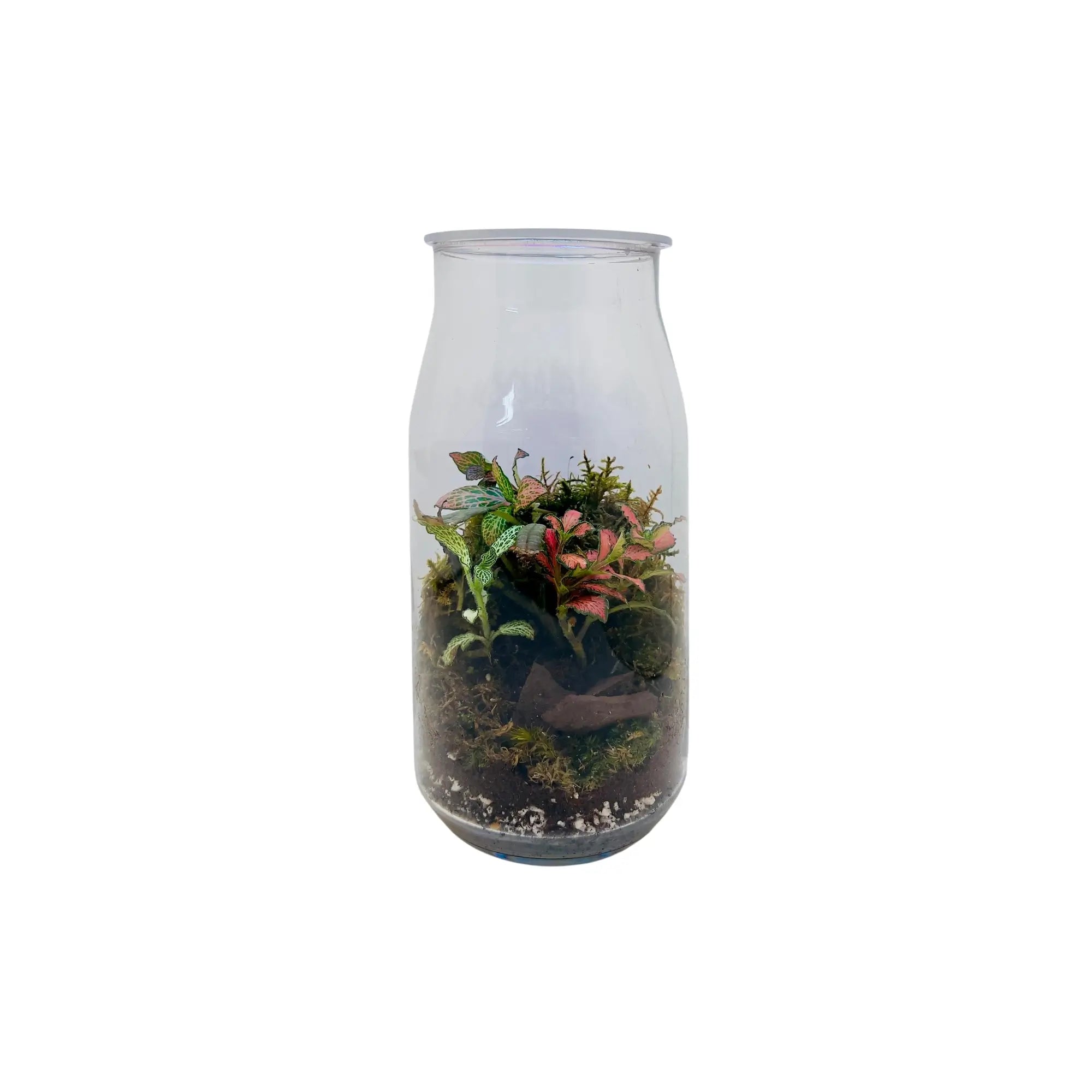 Fittonia Mix Terrarium Shop in UAE