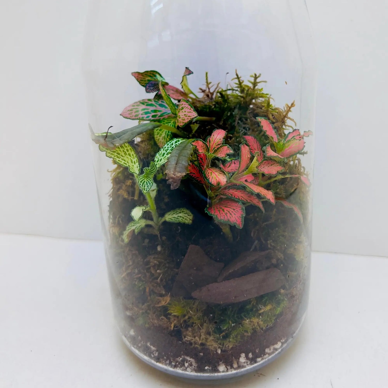 Fittonia Mix Terrariums Gift Shop