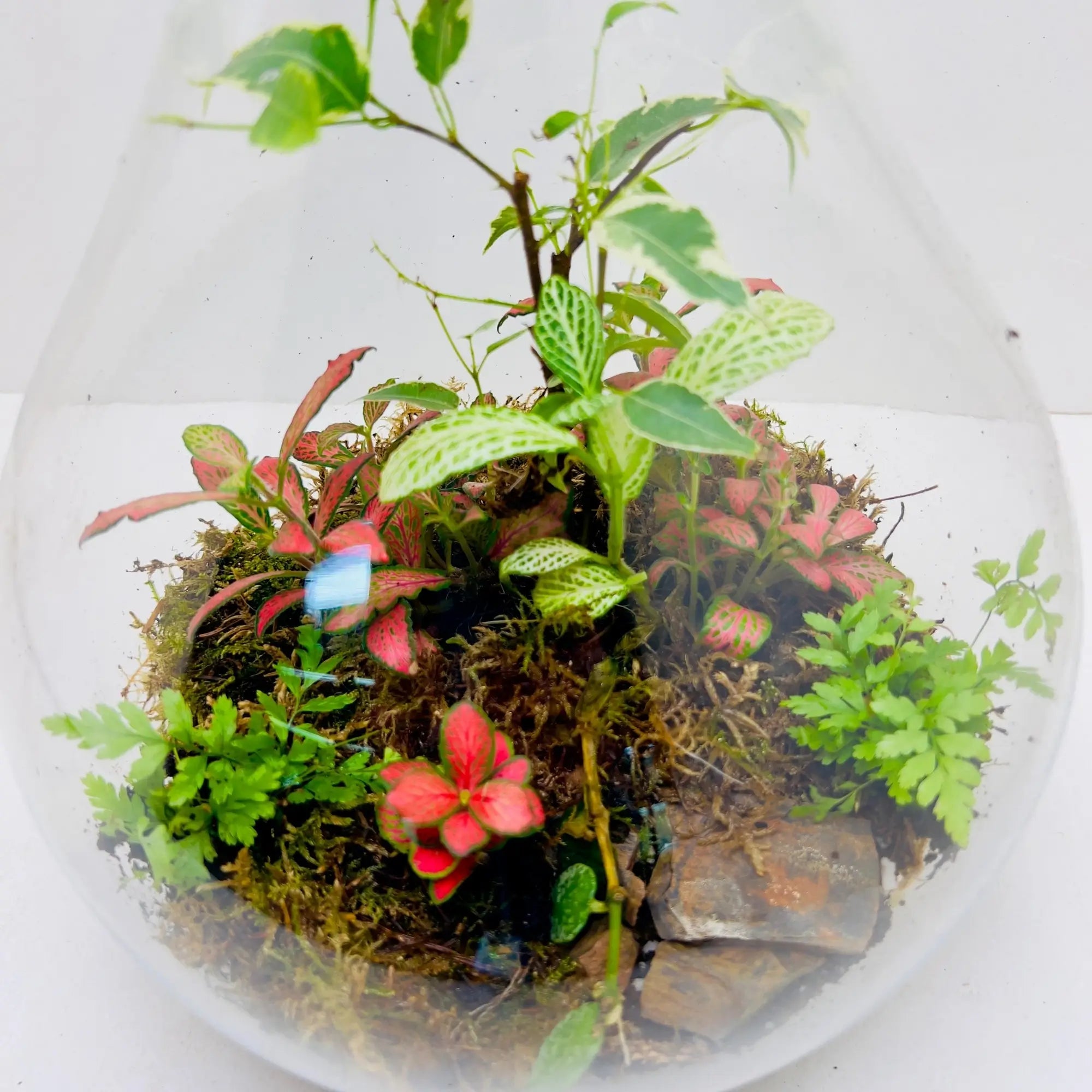 Fittonia With Flat Moss in UAE