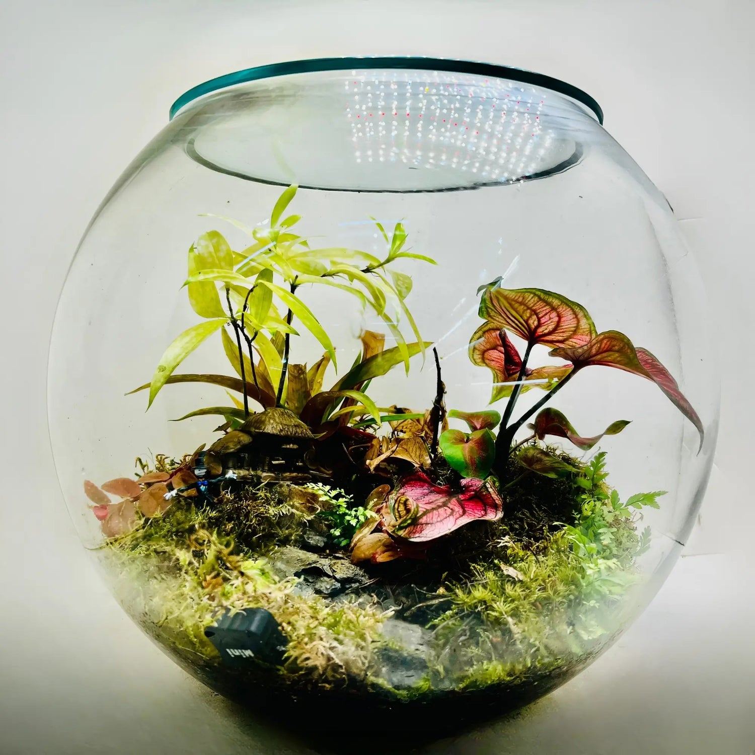 Forest Whisper Terrarium in UAE