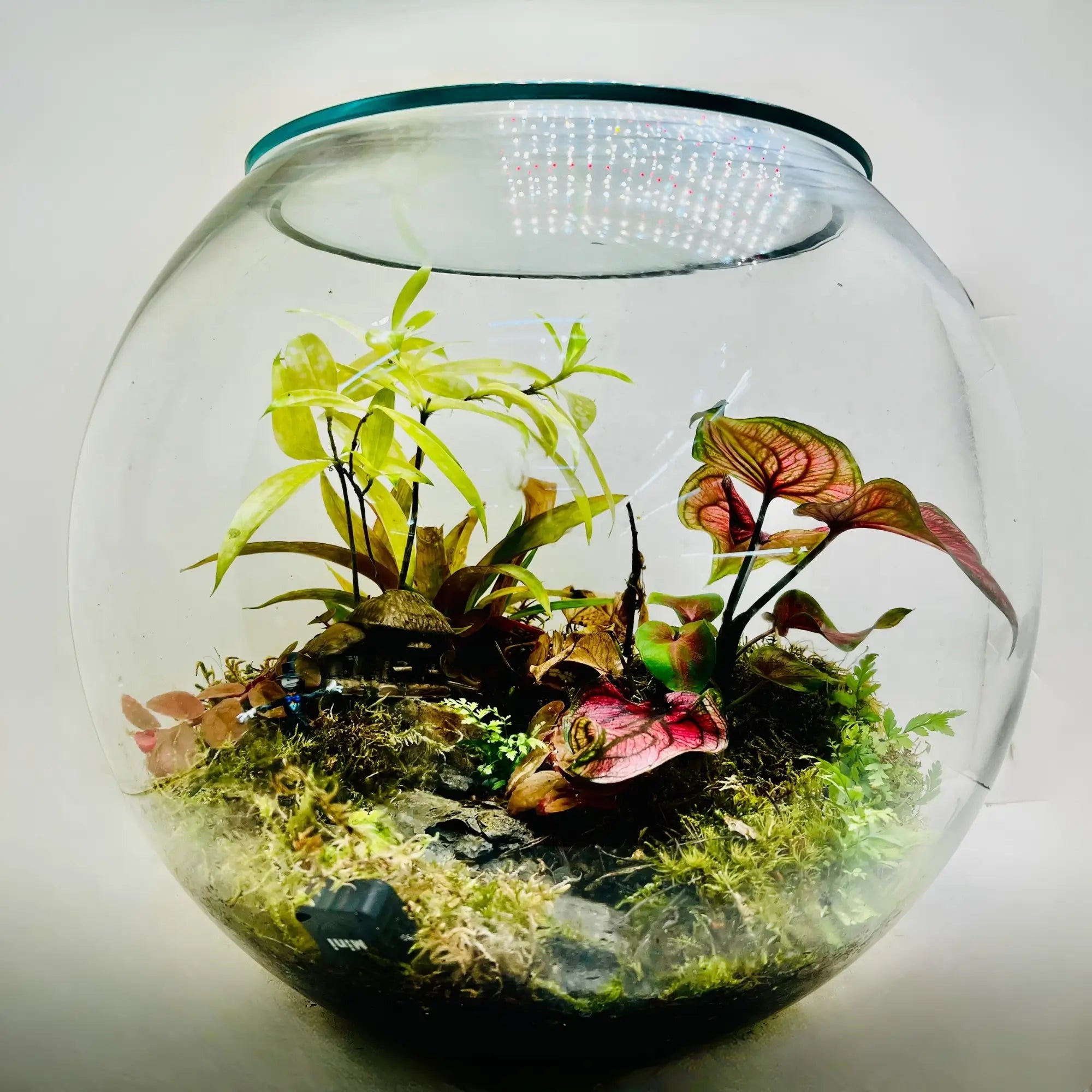 Forest Whisper Terrarium in UAE
