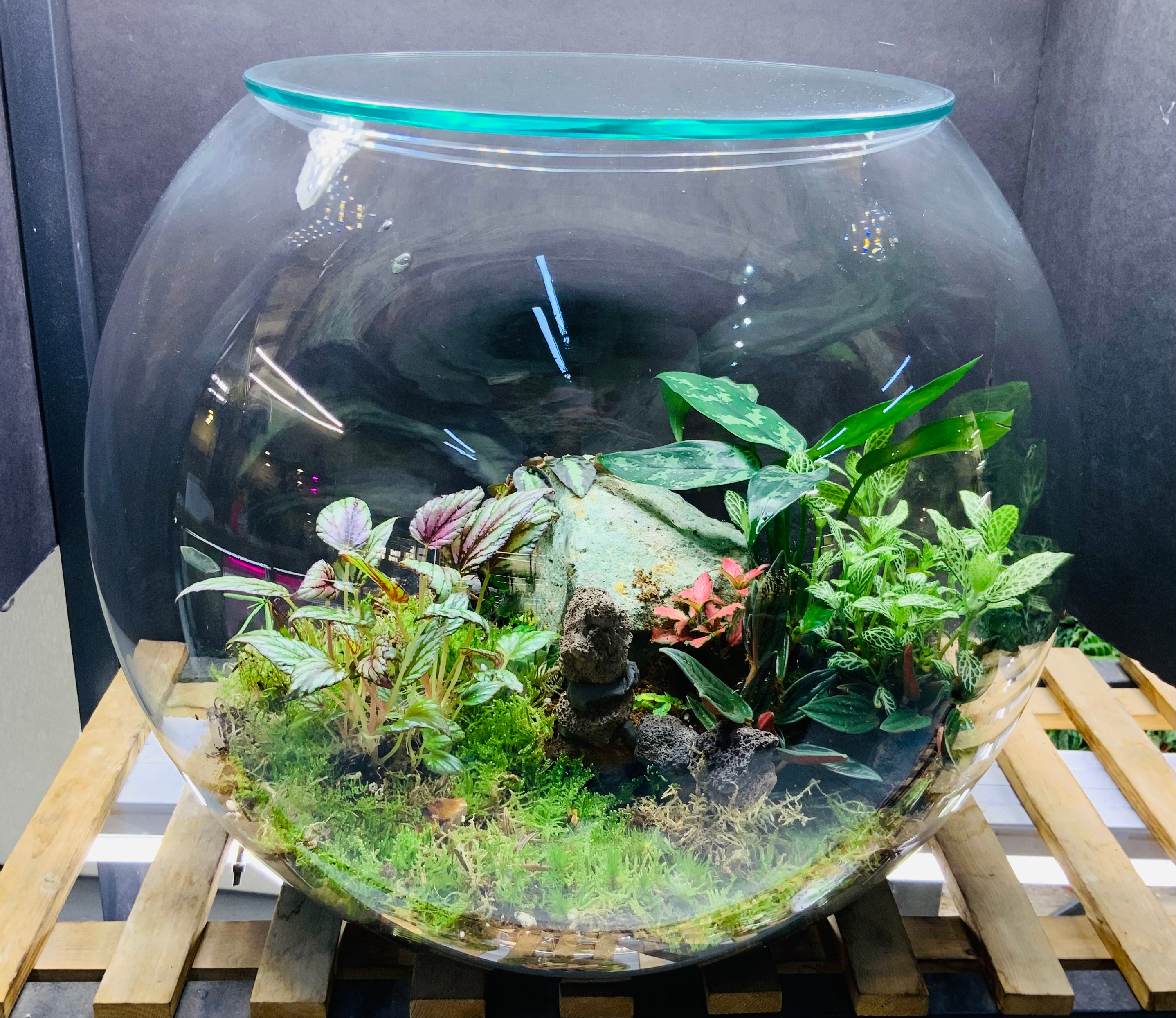Green Garden Terrarium