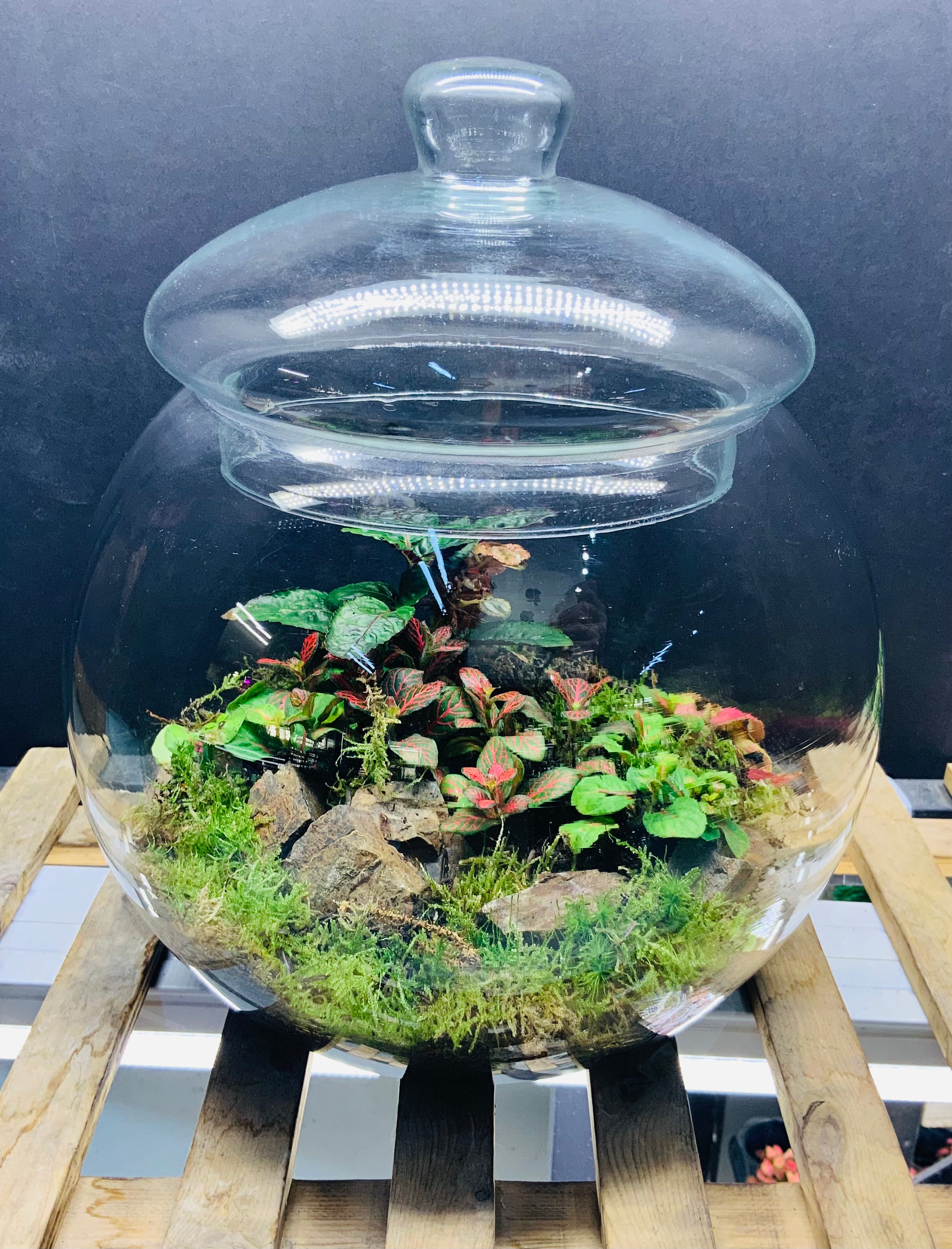 Silva terrarium