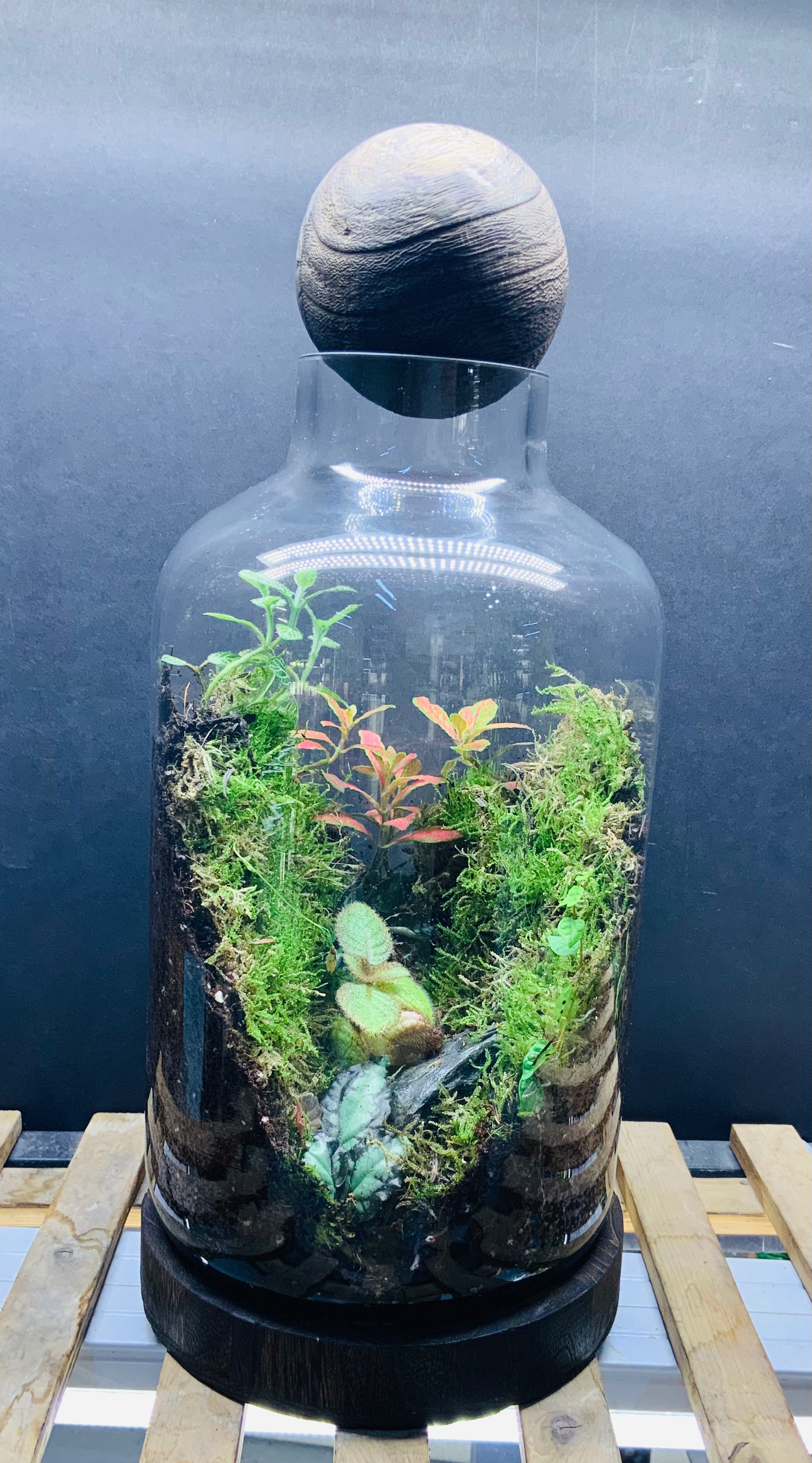Vally terrarium
