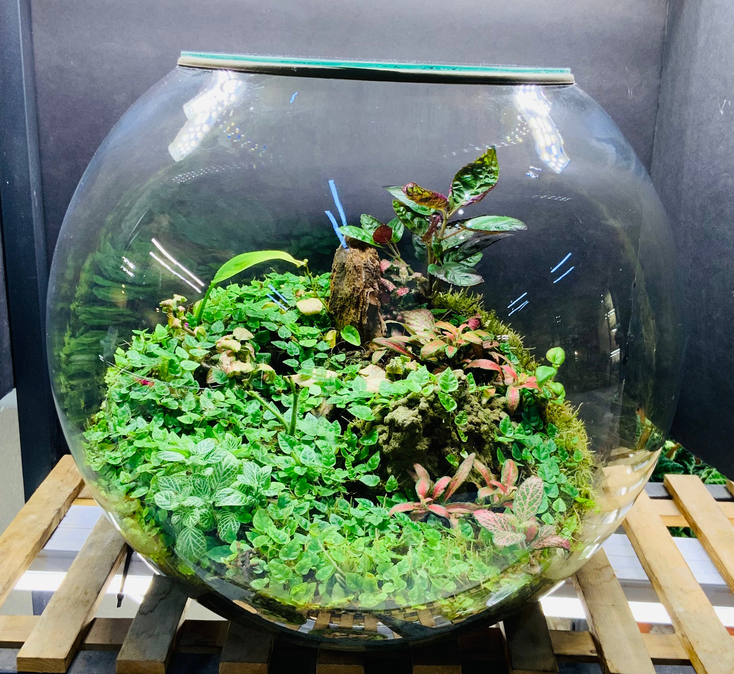 Green Dreamland Terrarium