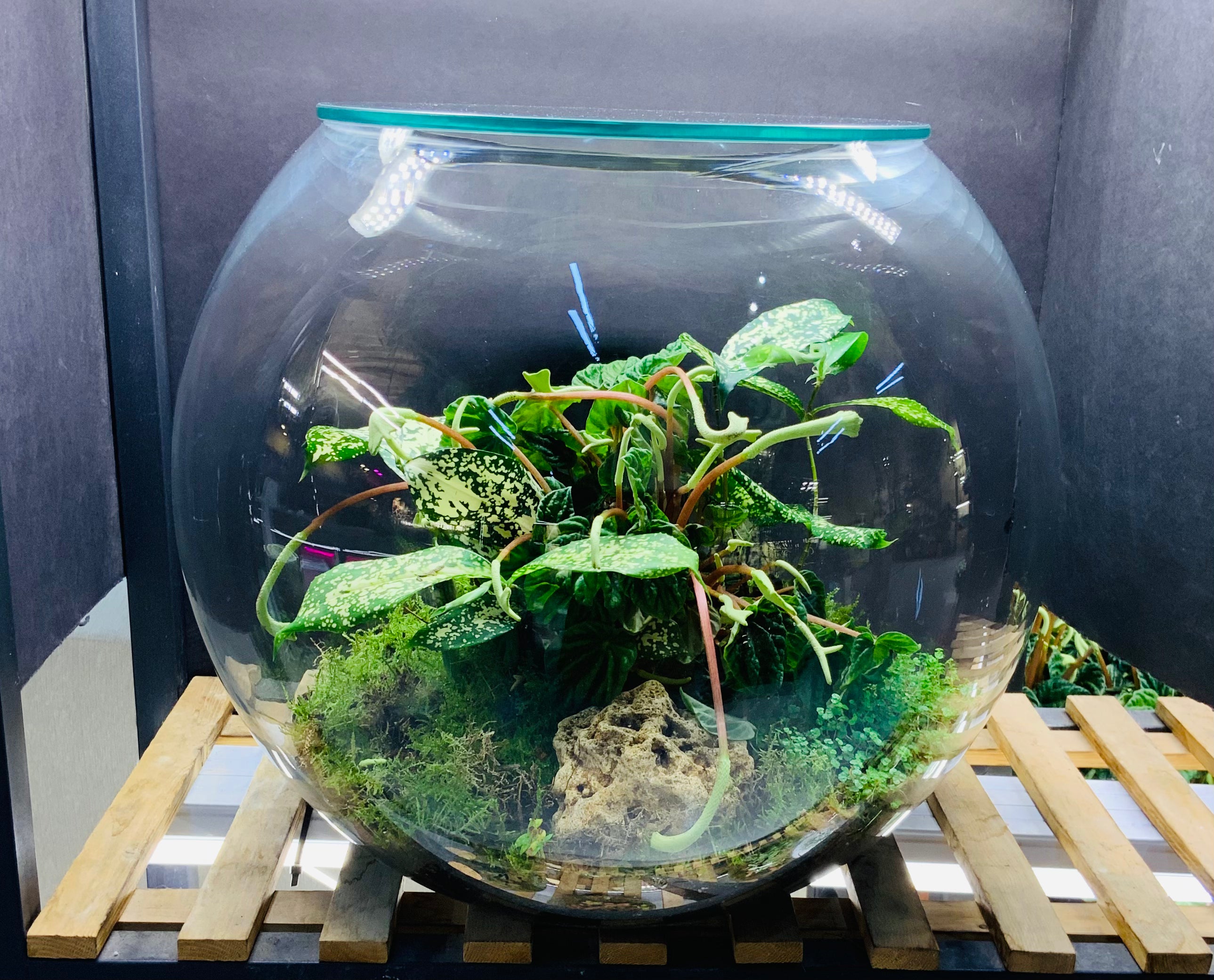 Spring Splendor Terrarium