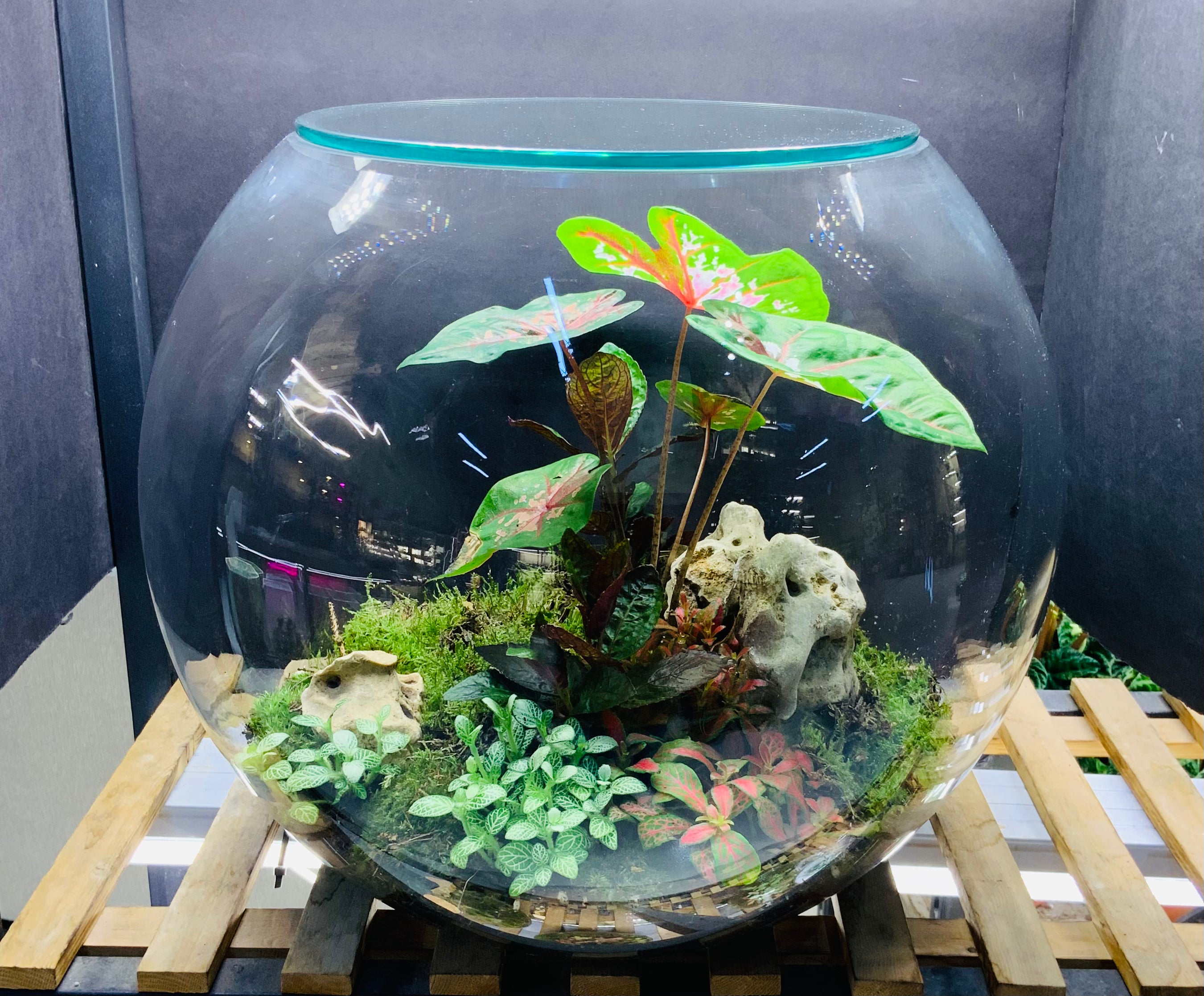 Marble Garden Terrarium