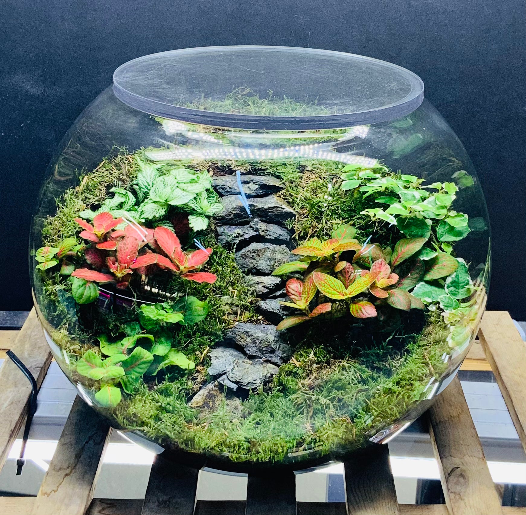 Oasis